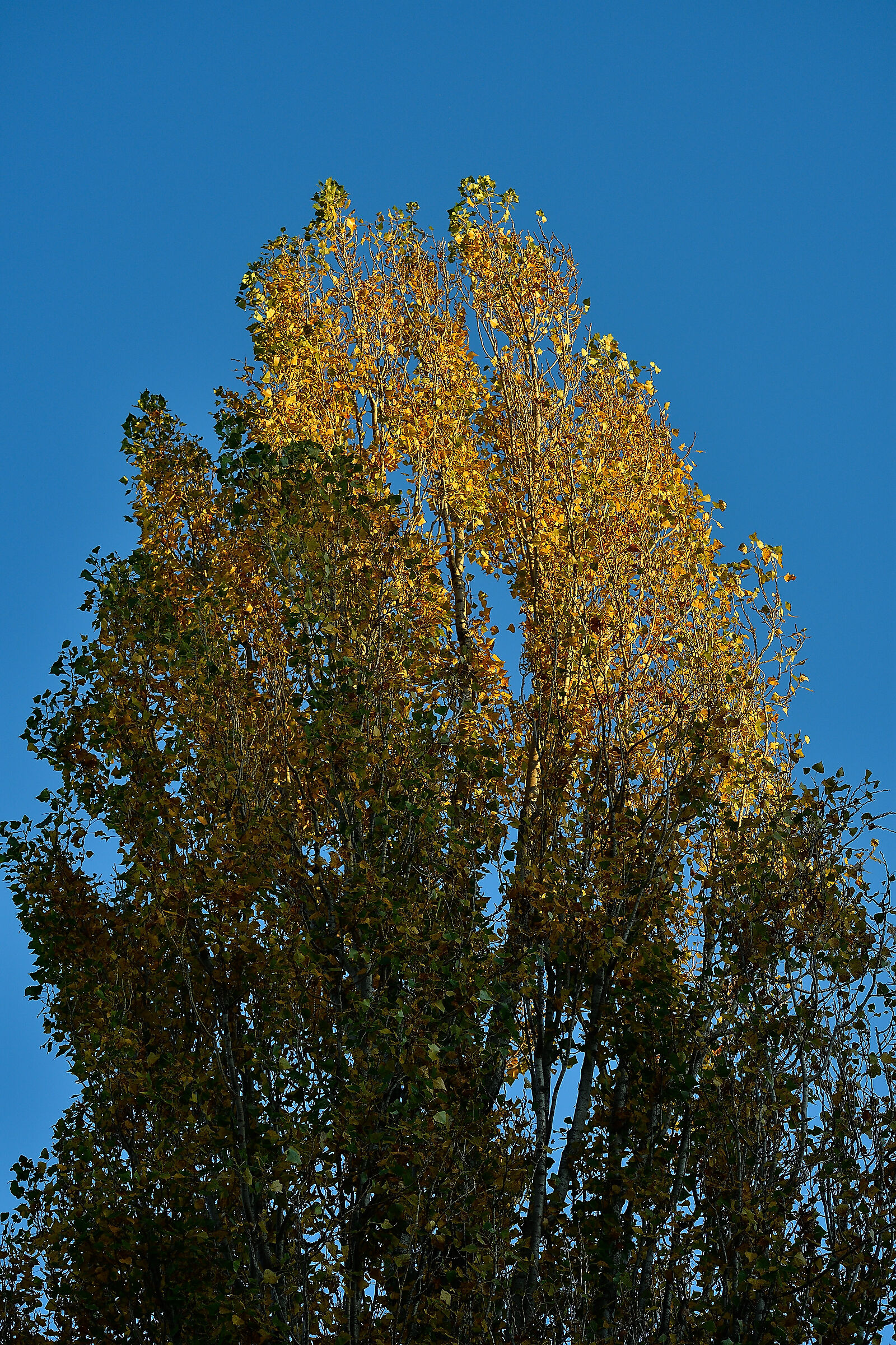 I colori dell'autunno...