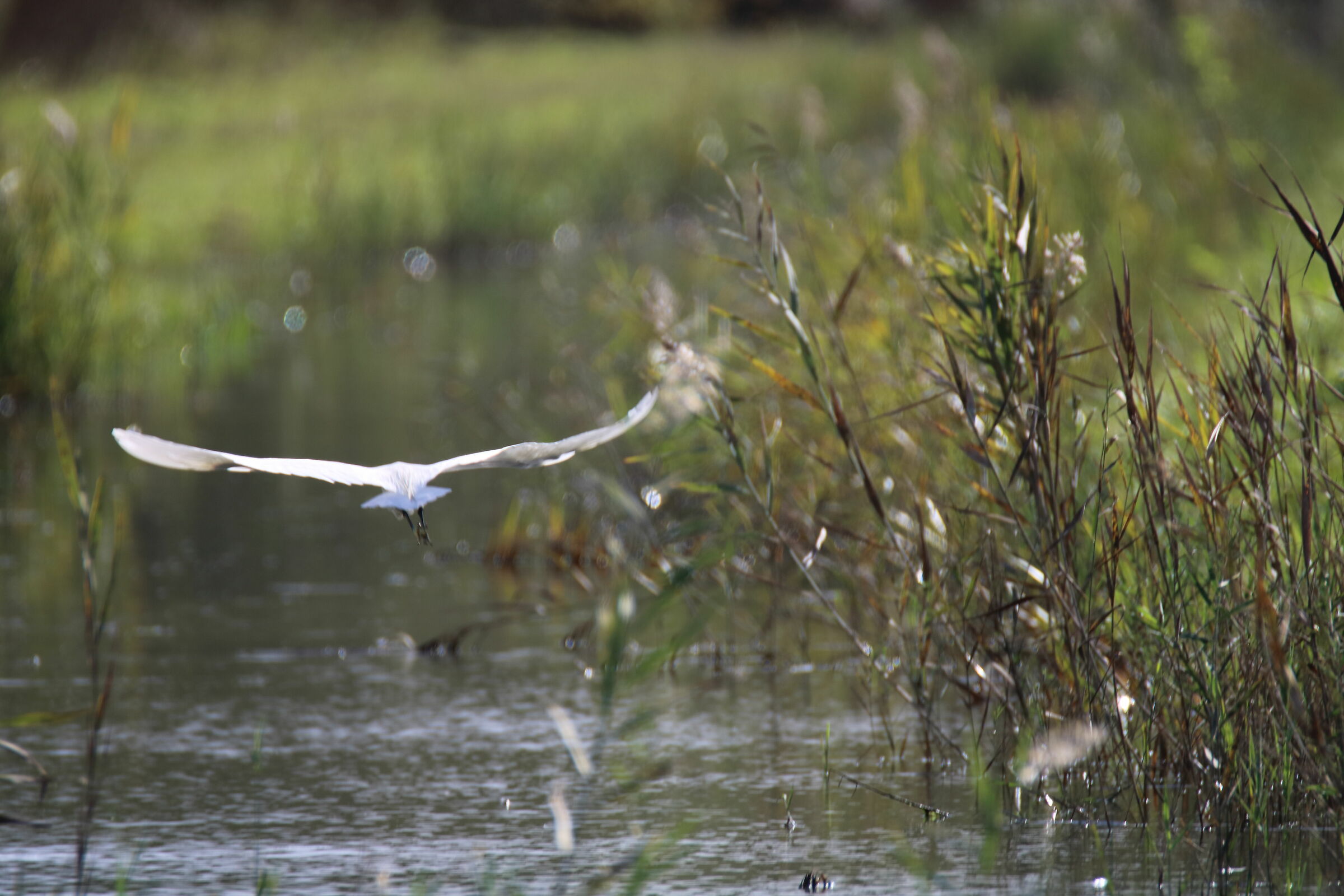 Volo di garzetta. Bocca di serchio