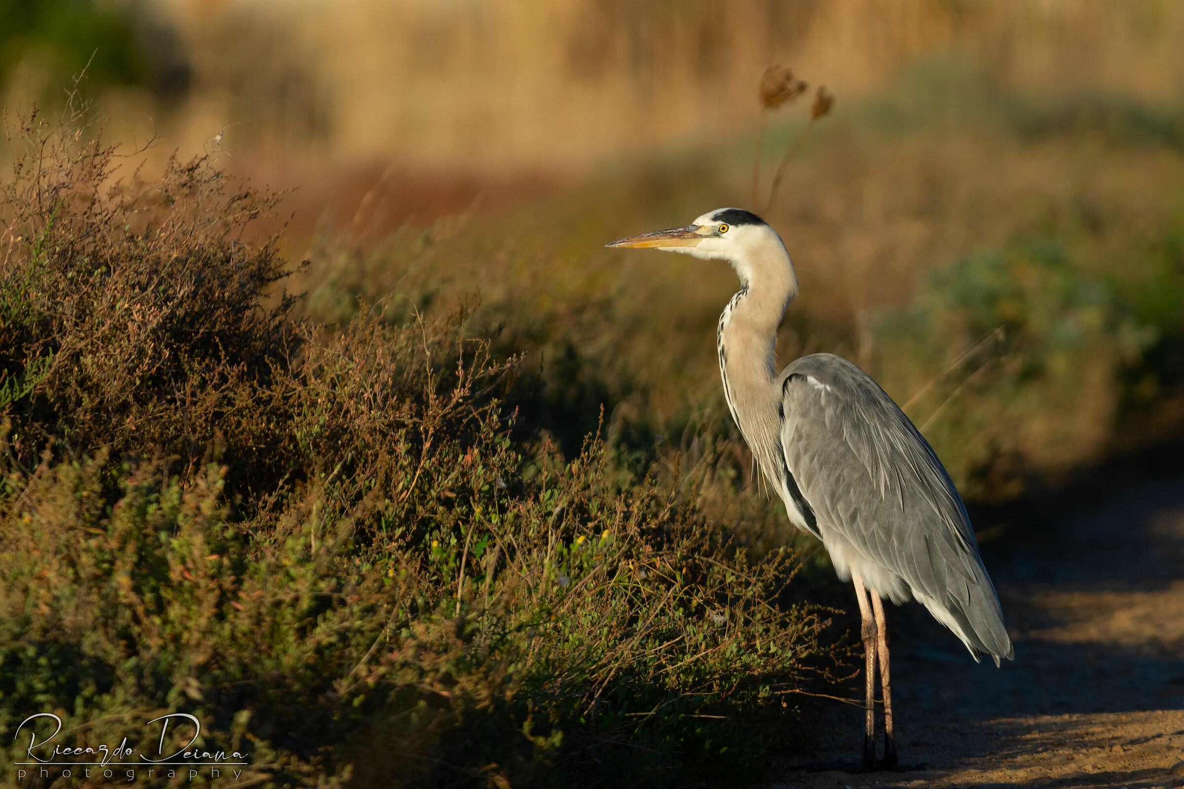 Cenerino dal "ciuffo"