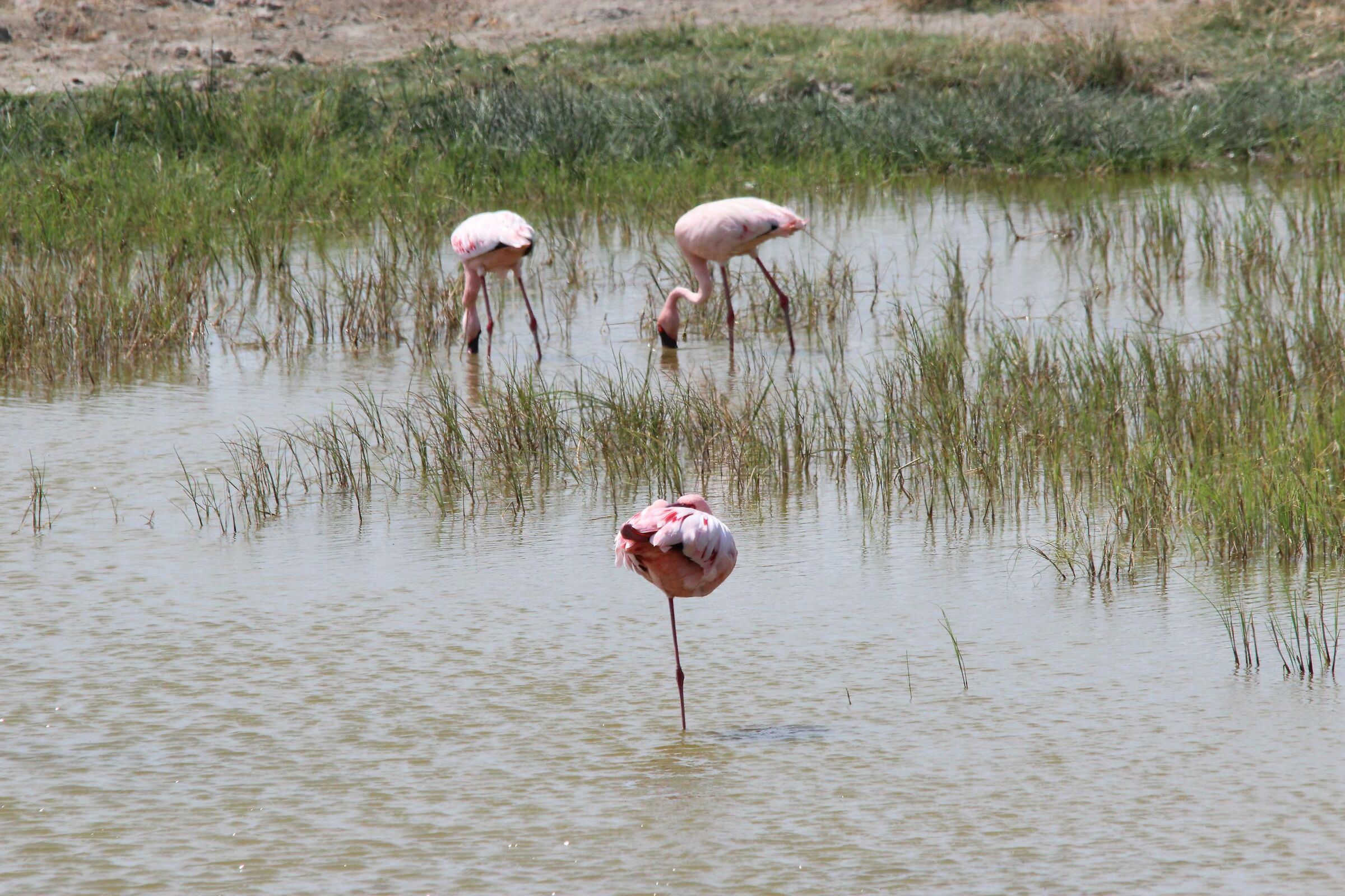 Flamingos