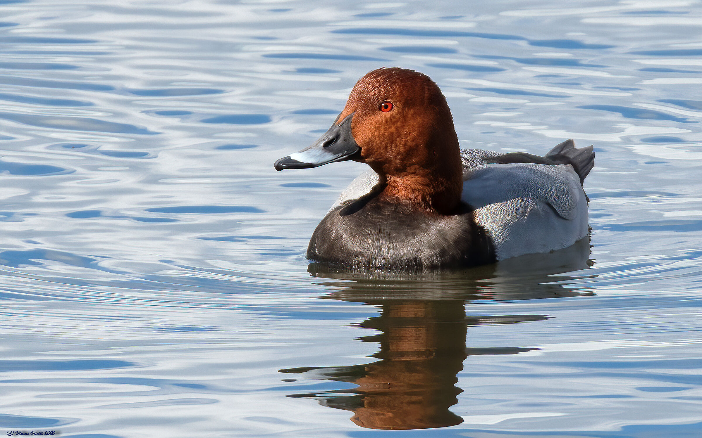 Moriglione (Aythya ferina)