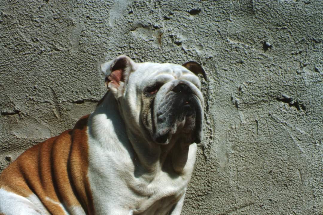 Oreste