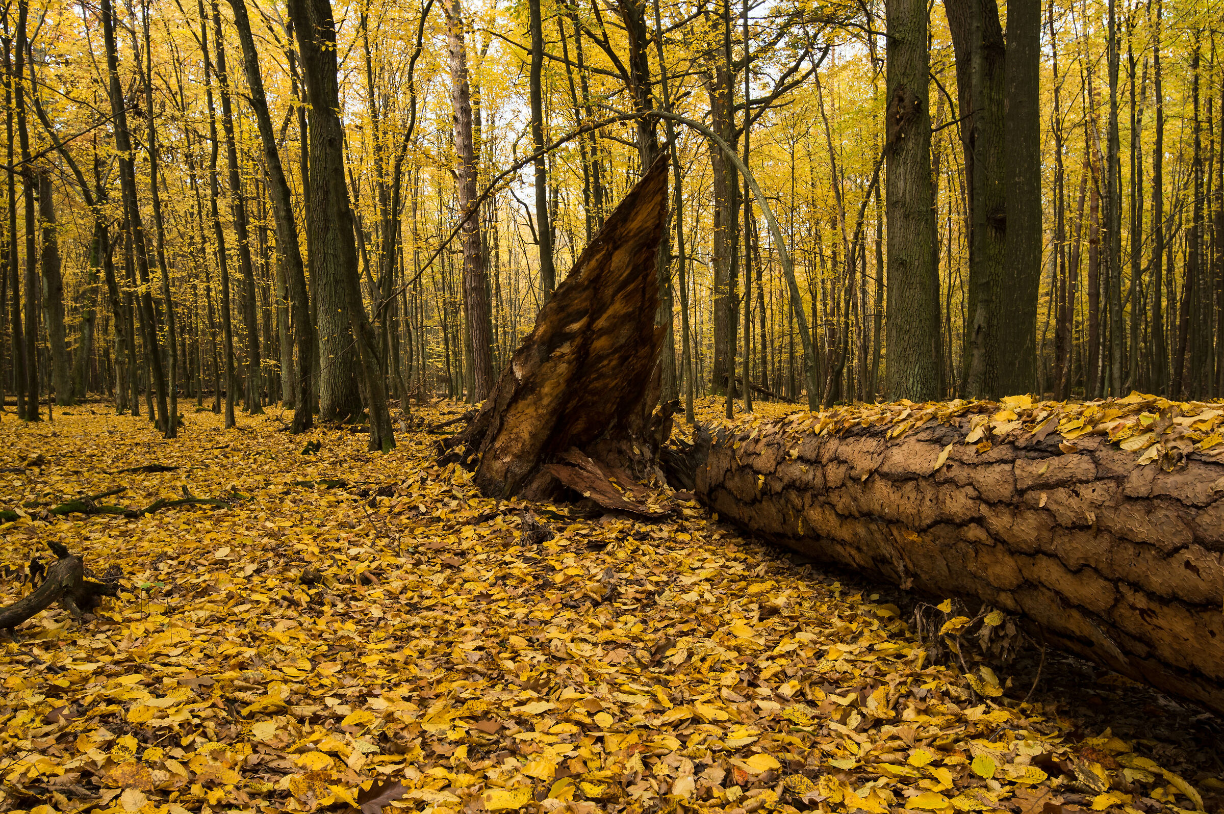 Impressione autunnale 2