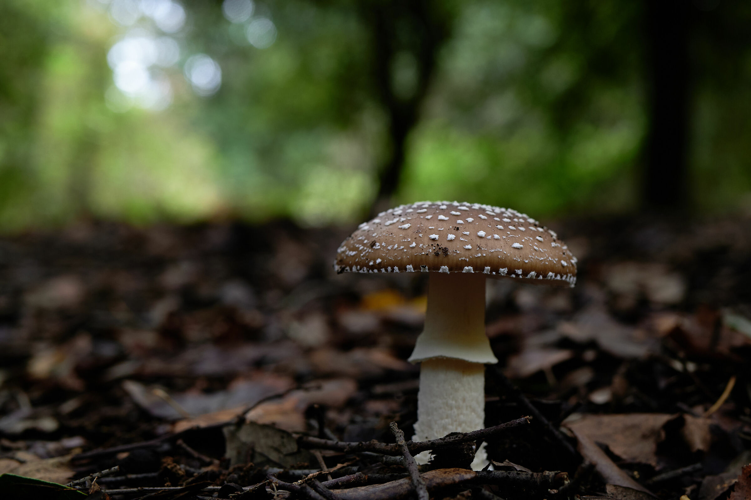 Solitario tra le foglie