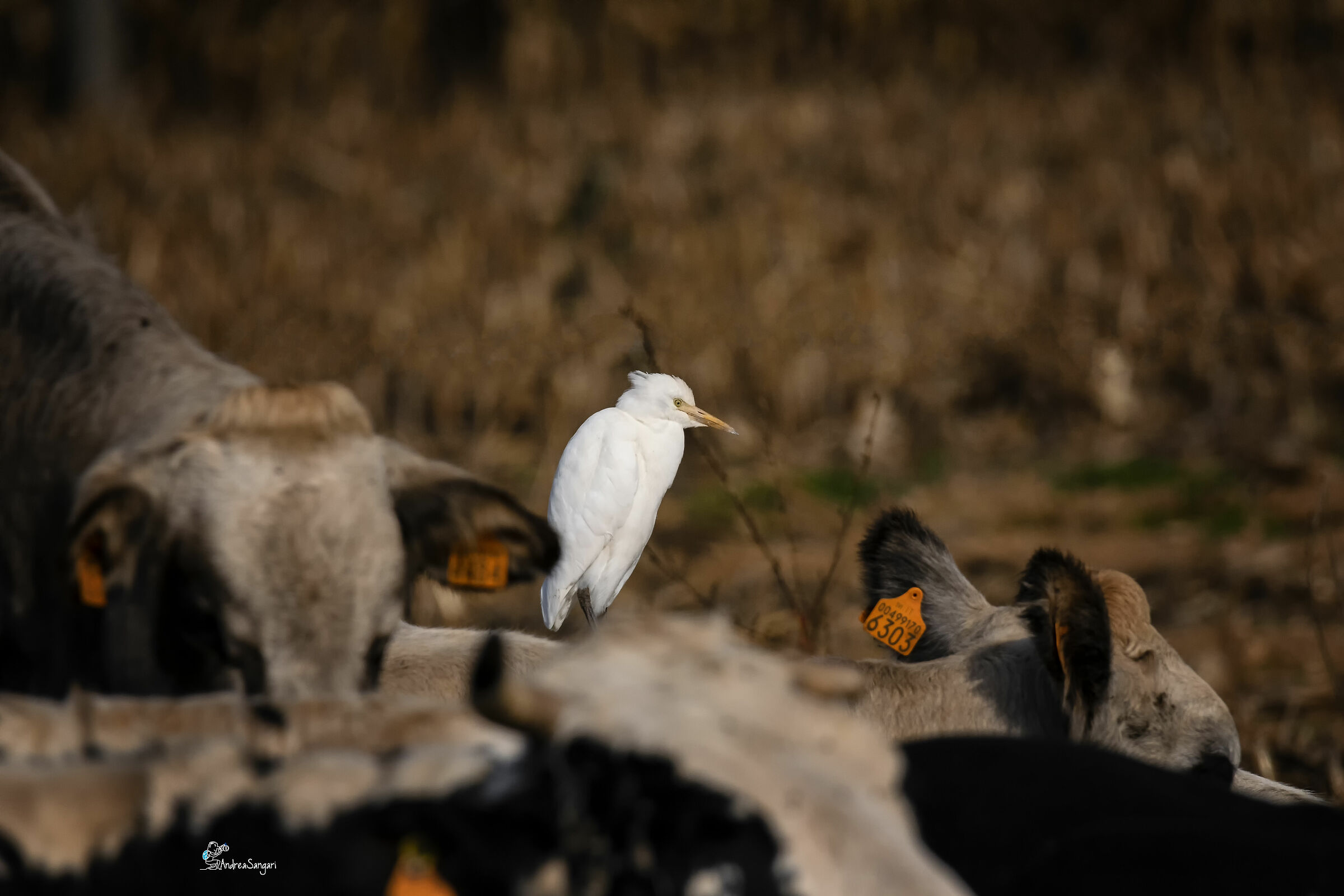 The Watchie You Don't Expect