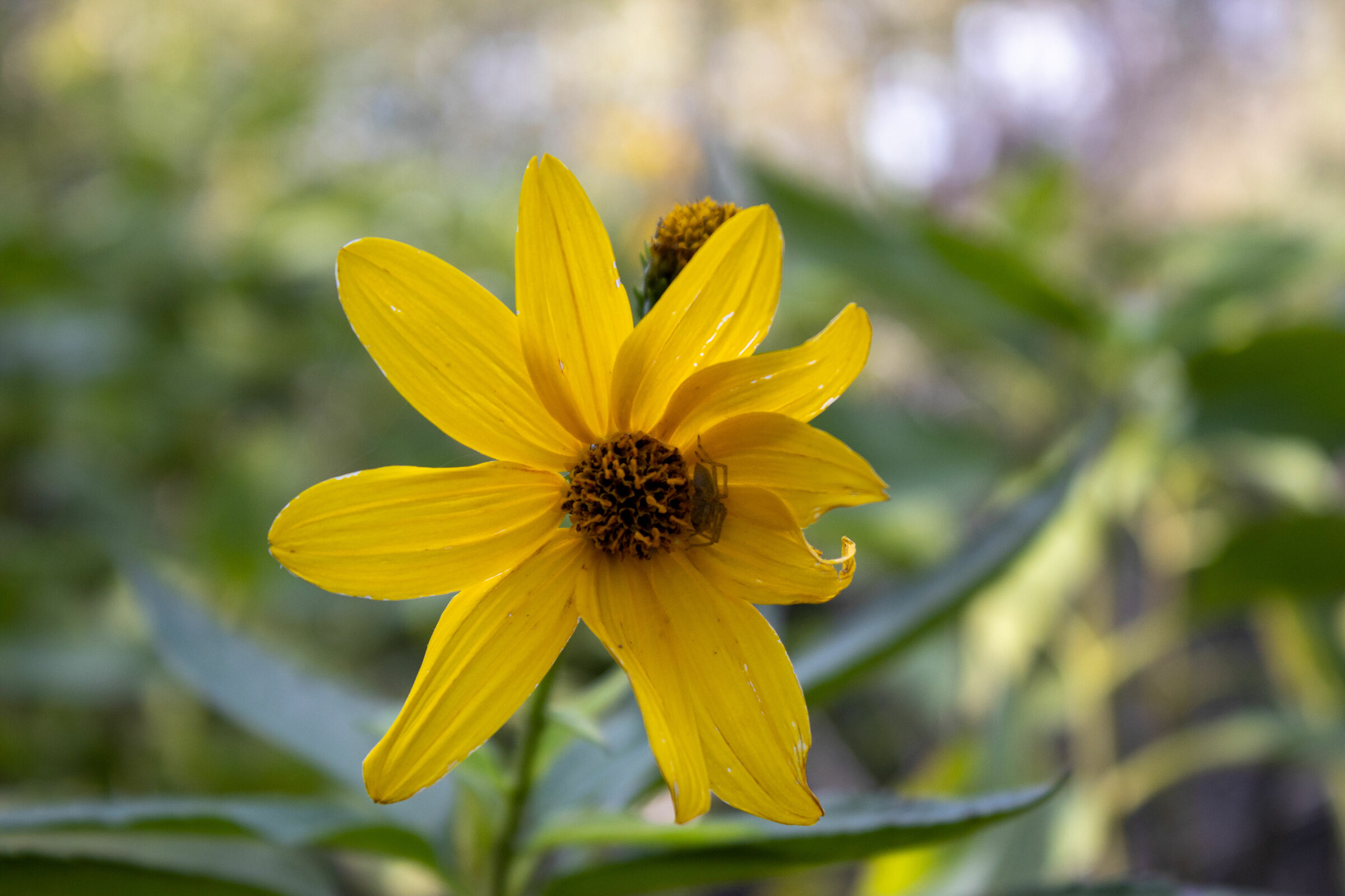 Elianto and his friend