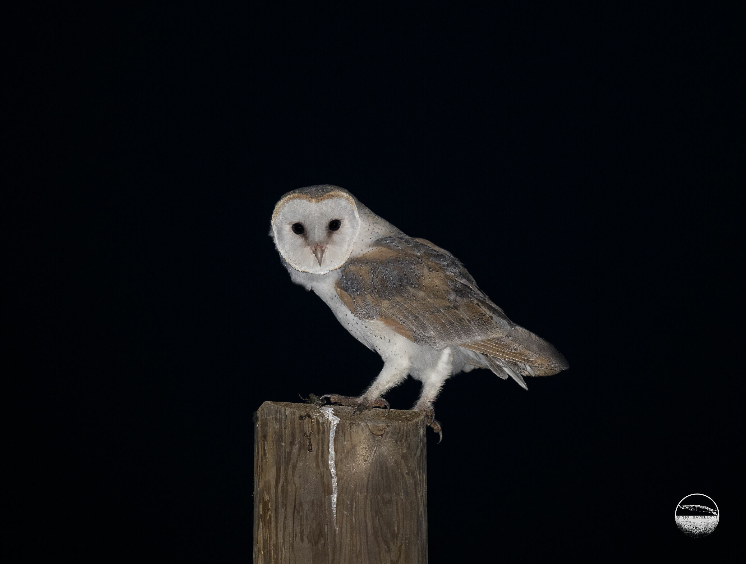 barbagianni tyto alba