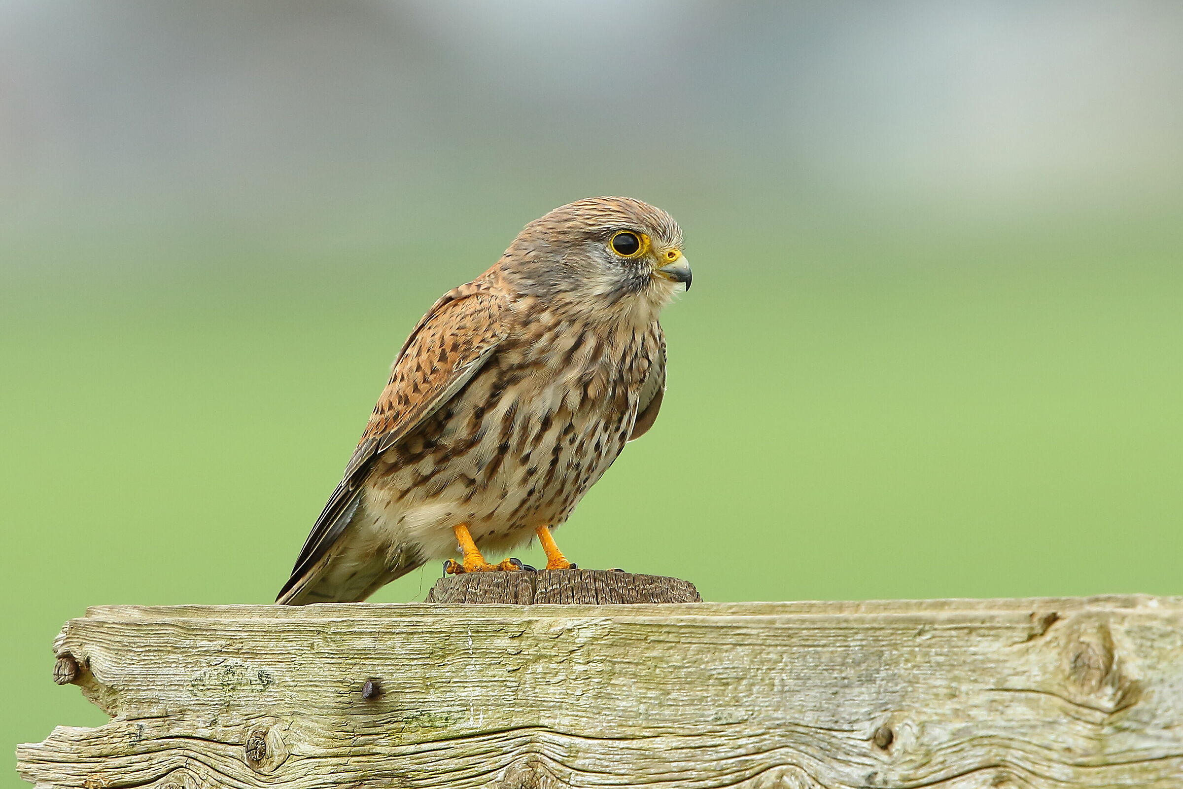 Kestrel