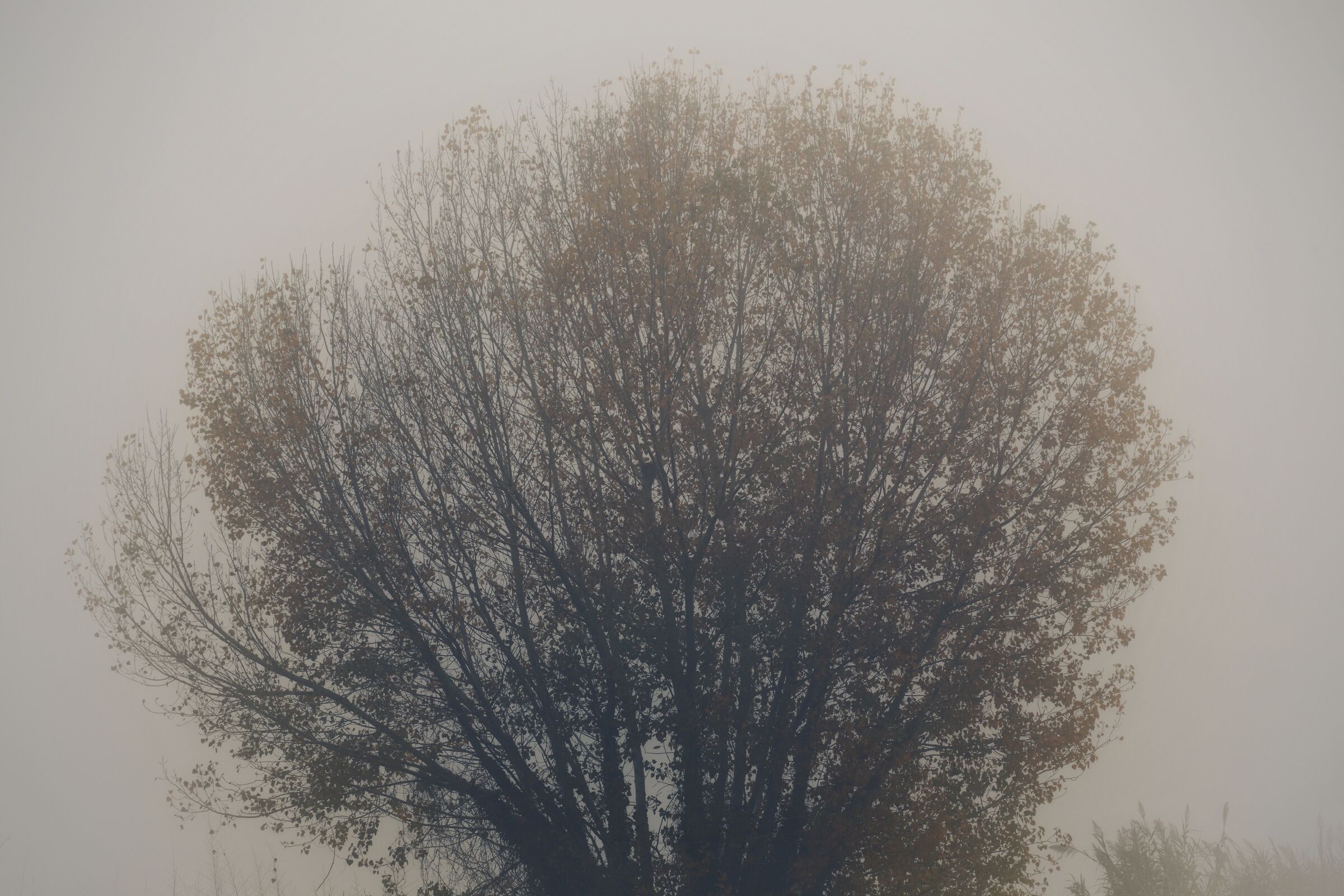 Immerso nella nebbia
