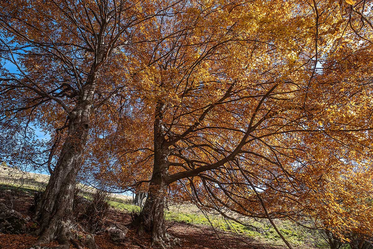Novezzna, Monte Baldo