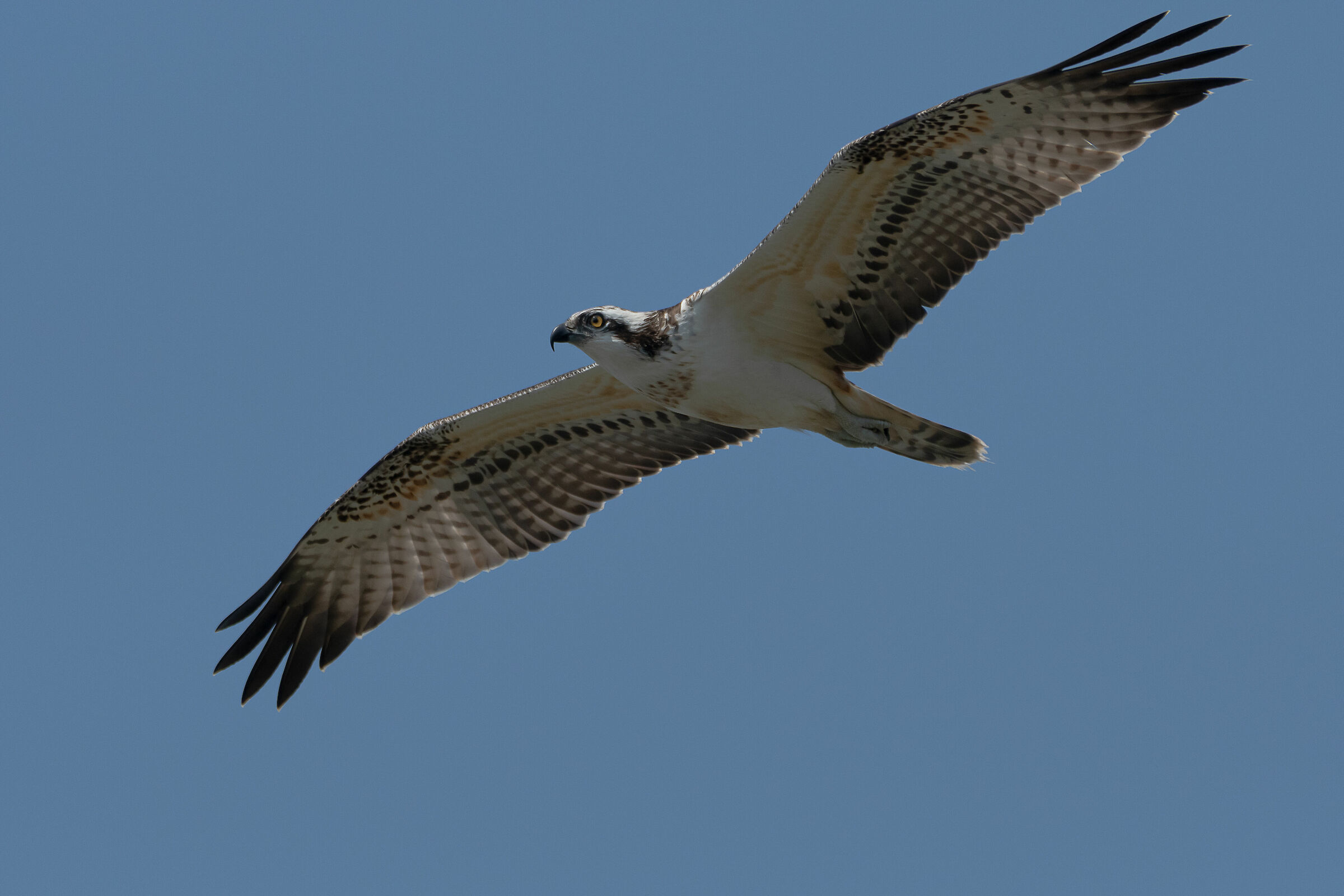 In the shadow of the last sun