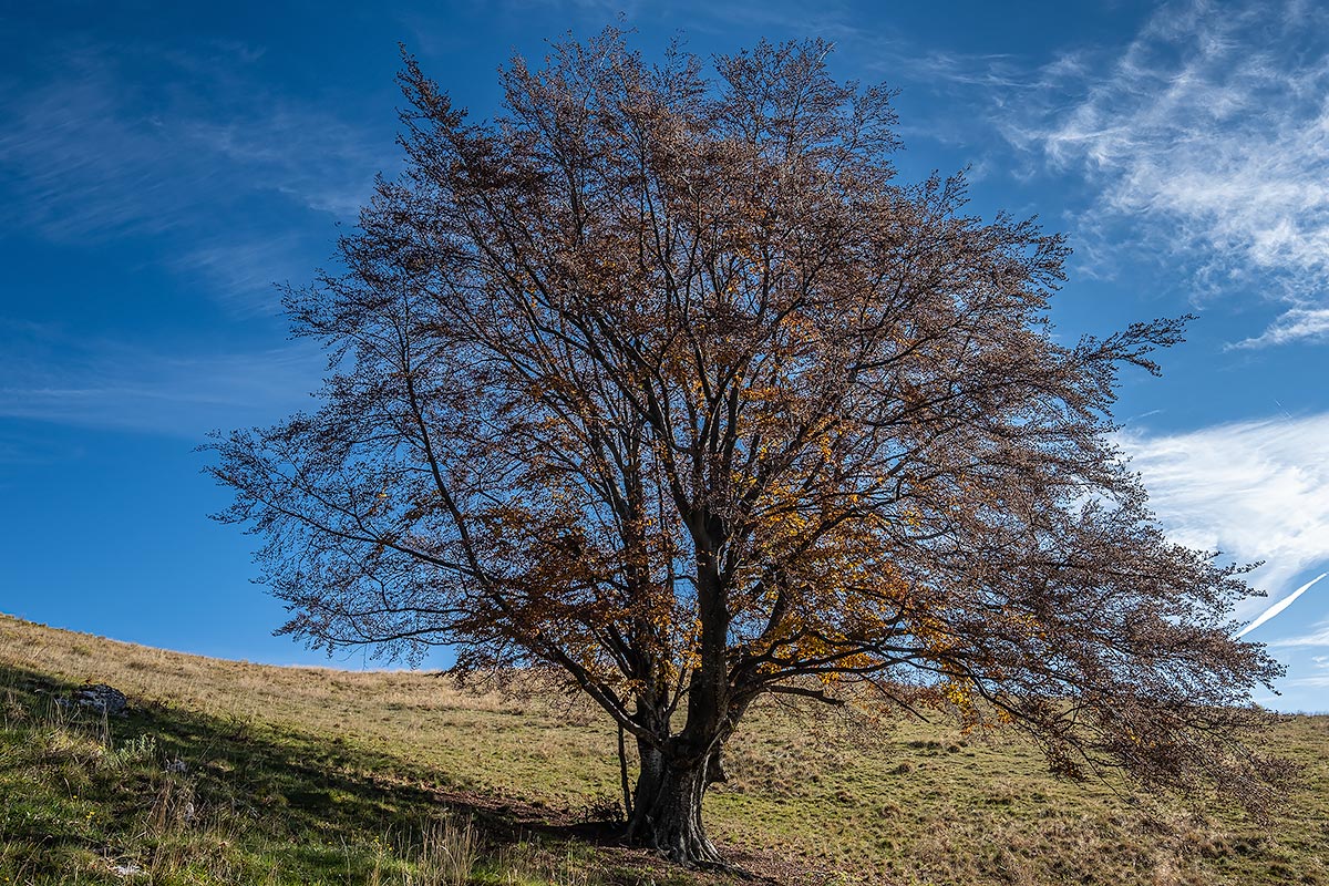 Novezzina, Monte Baldo