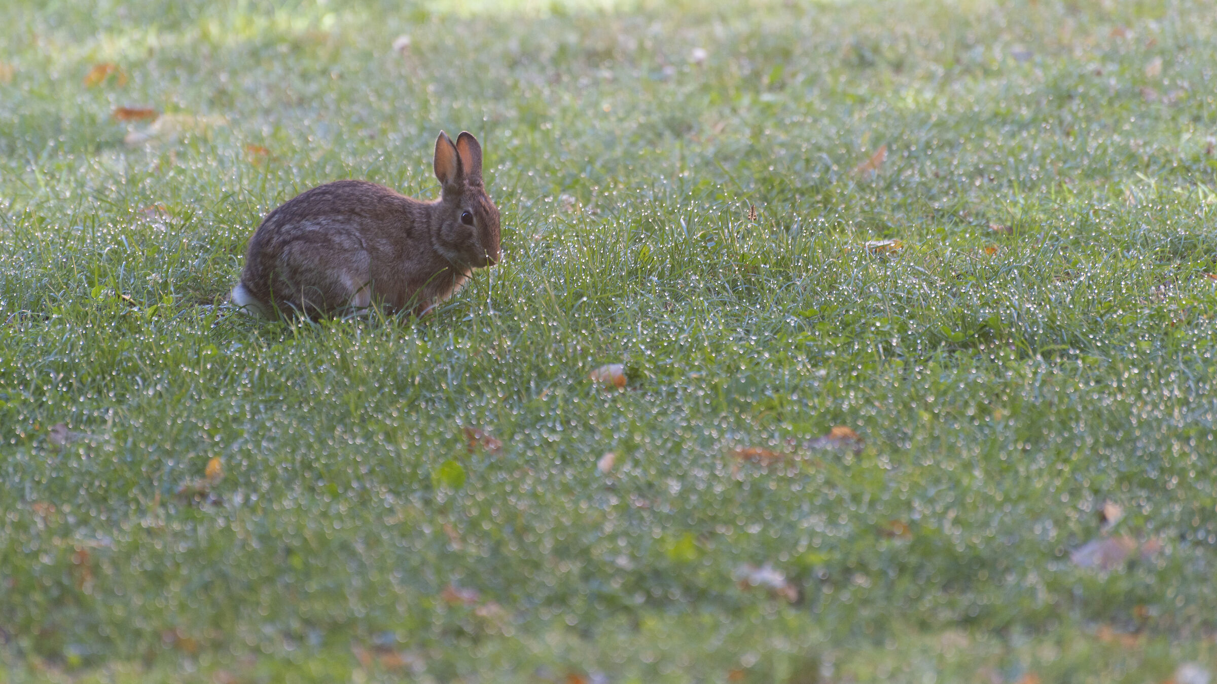 leprottino mattutino