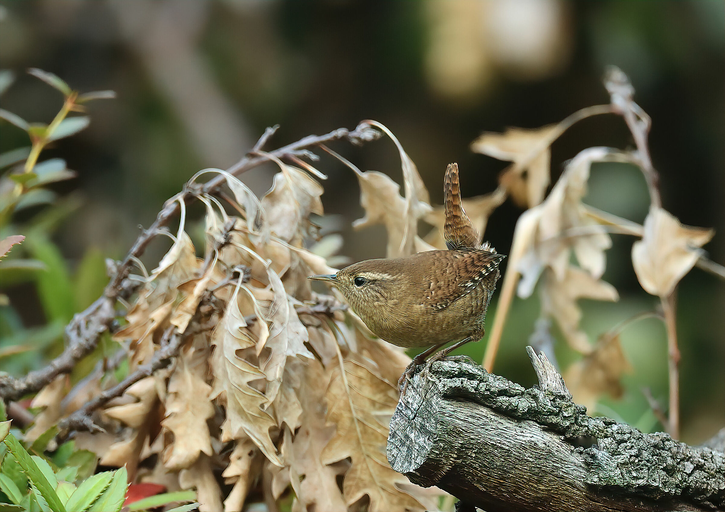 Wren