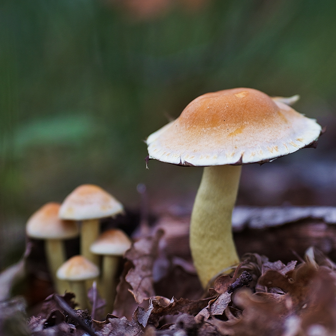 St