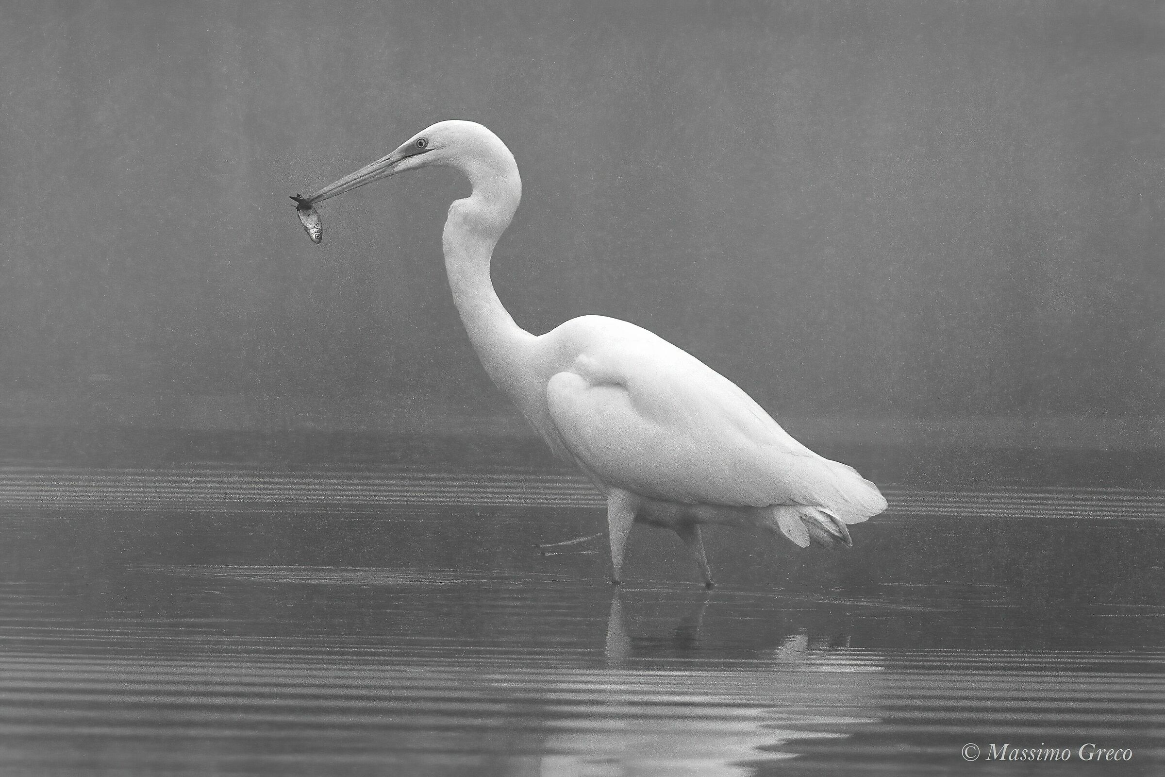Fishing in fog- White heron