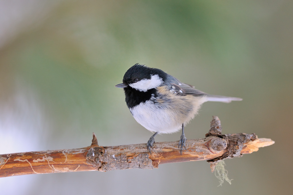 Coal Tit