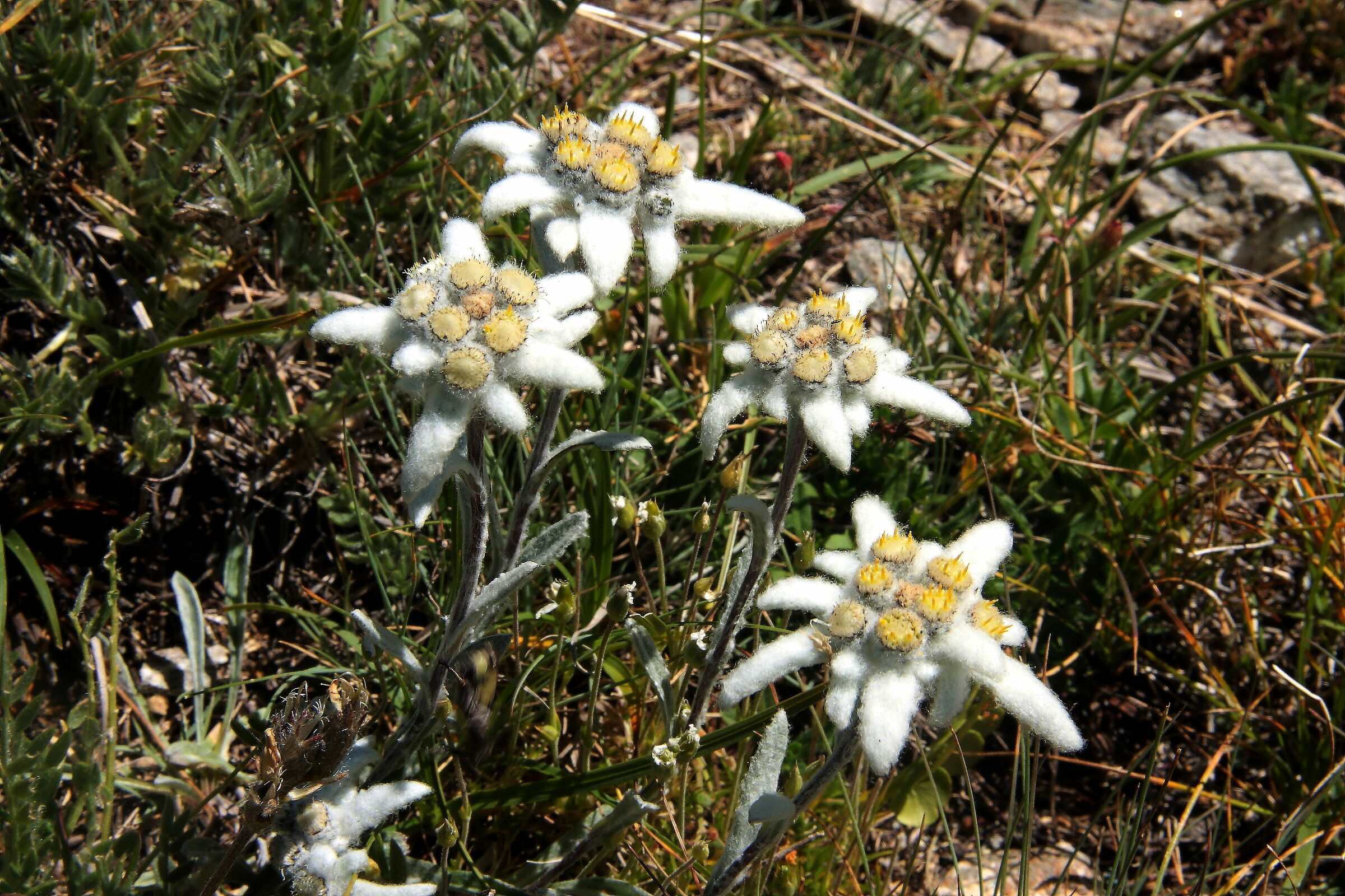 Stelle alpine( Colle dell'Asietta)