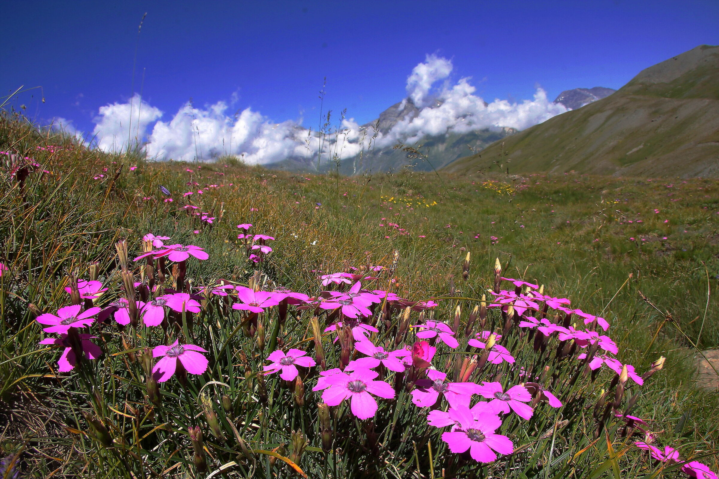 Pervinca del Madagascar(Colle dell'asietta).