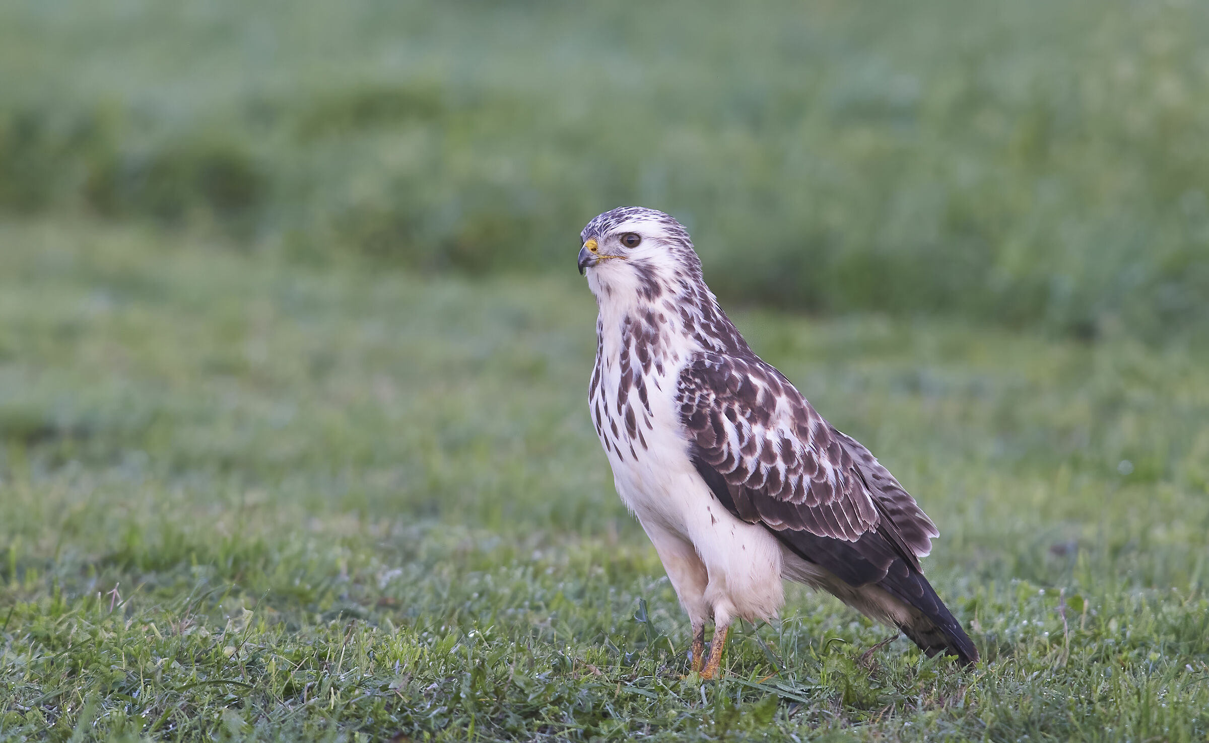 European common Buzzard (Buteo buteo)