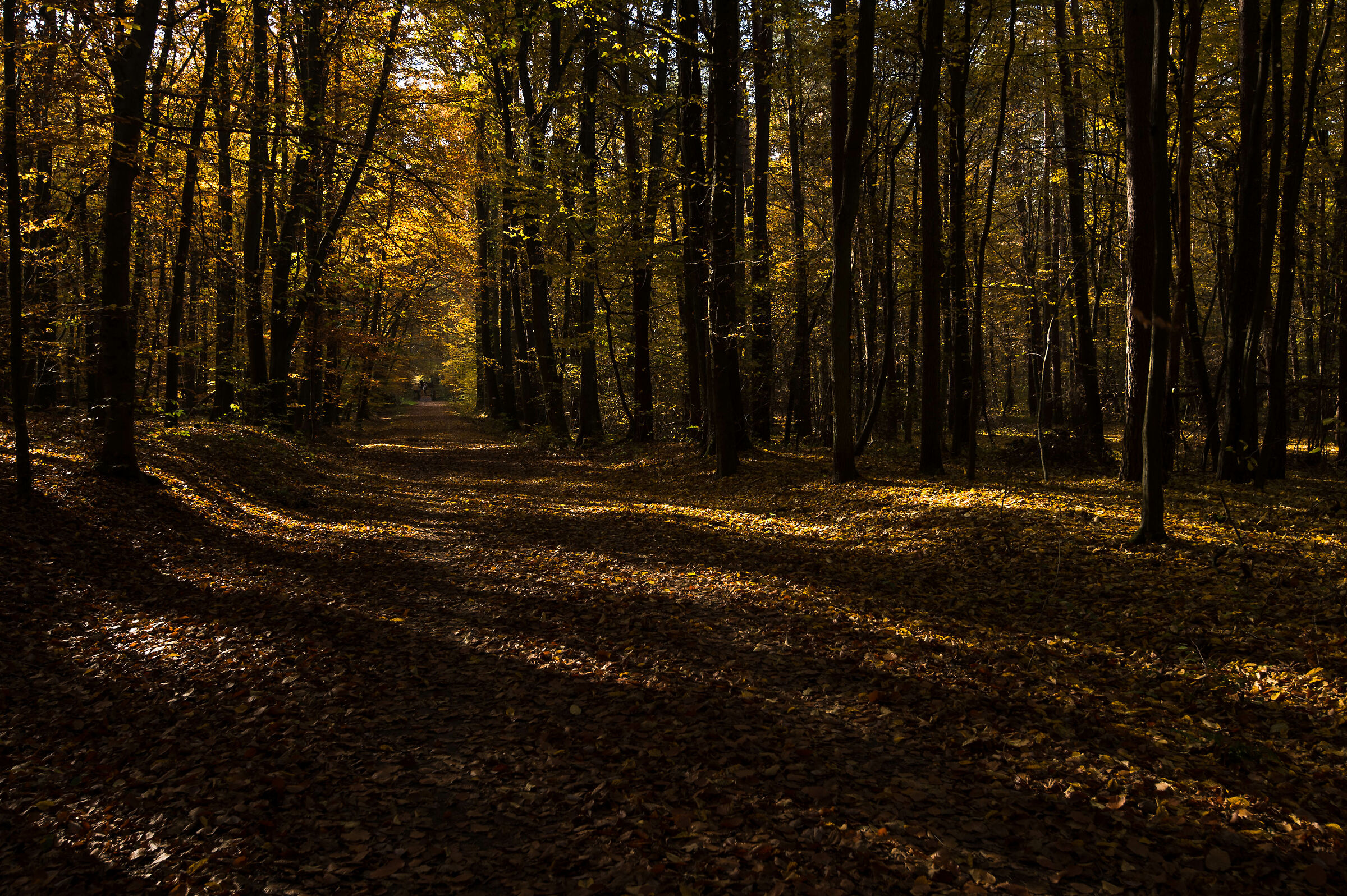 Autumnal impression 3