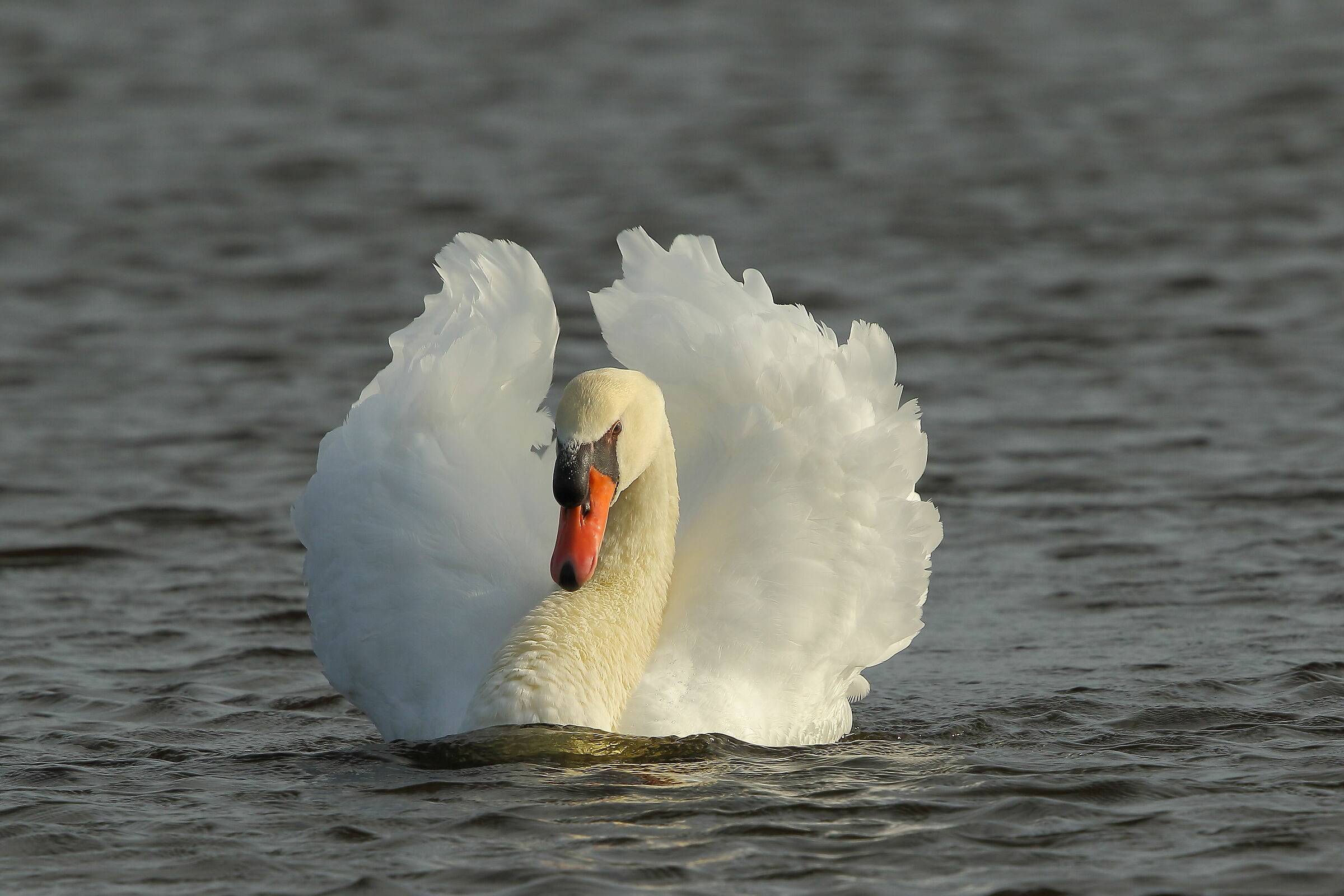 Royal Swan