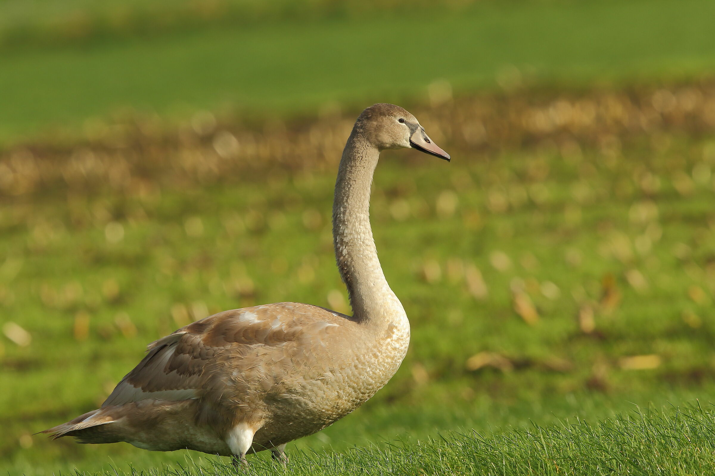 Royal Swan, class 2020