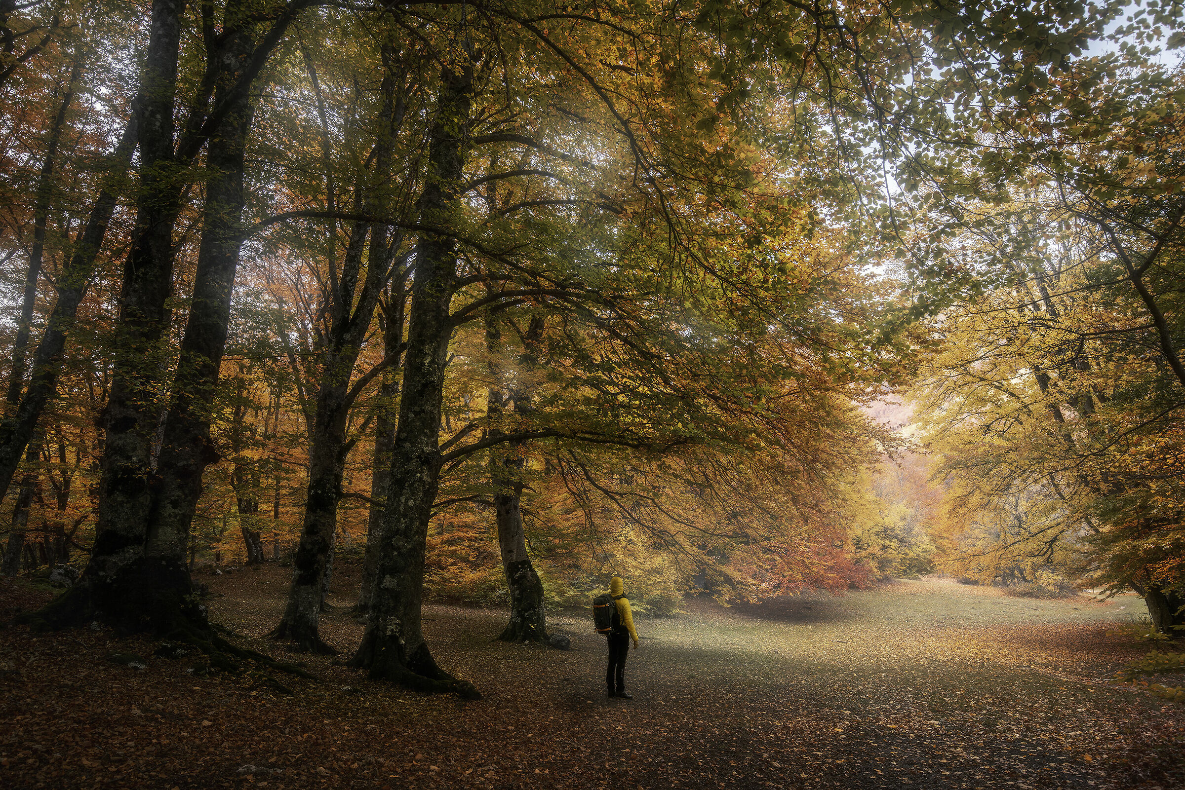 In the Woods of St. Anthony