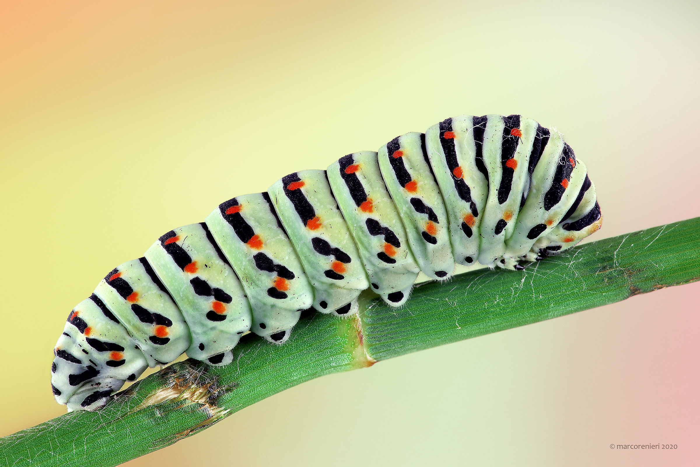 Macau Caterpillar