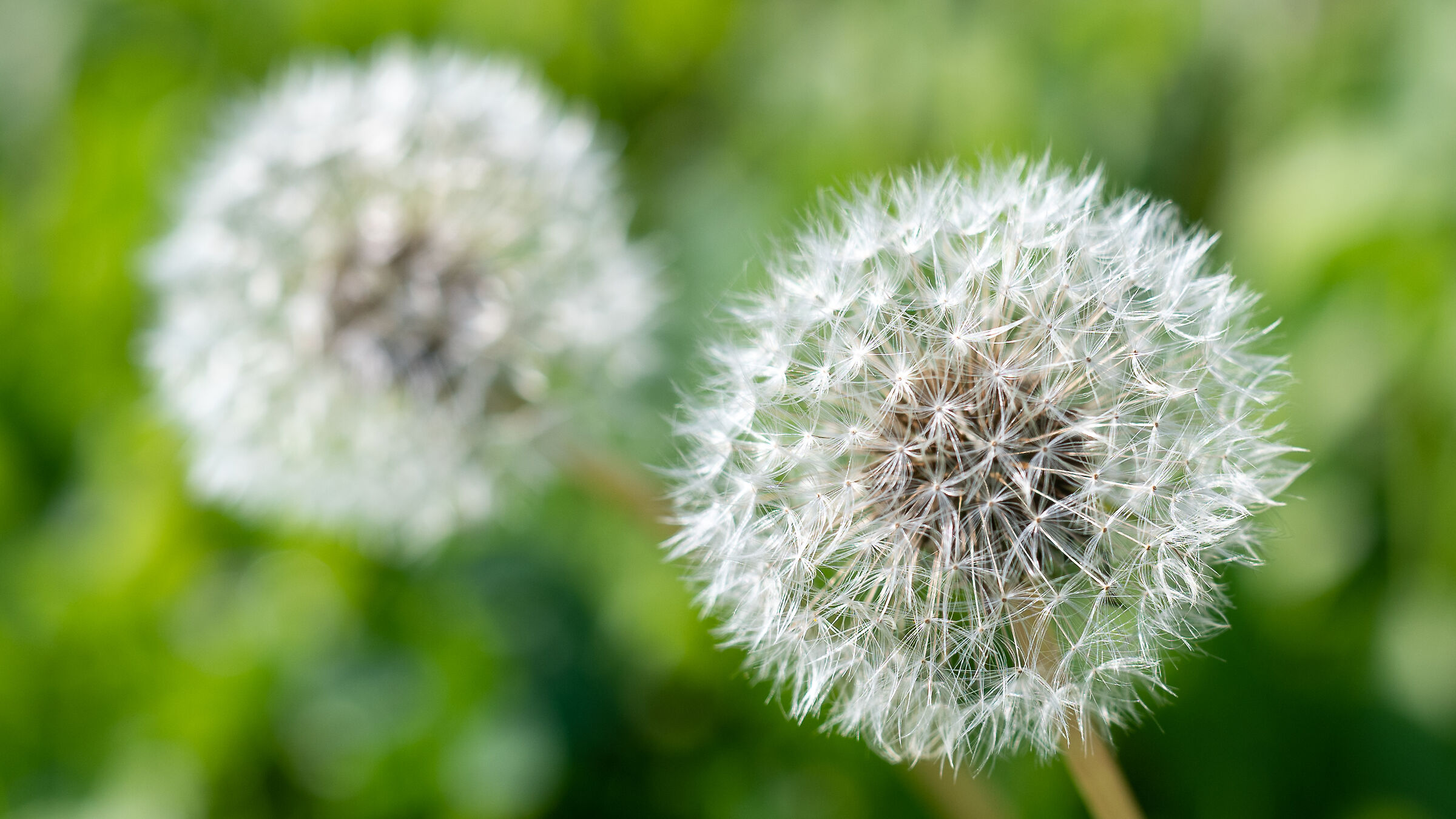 TEST NEW TAMRON CROP 100%