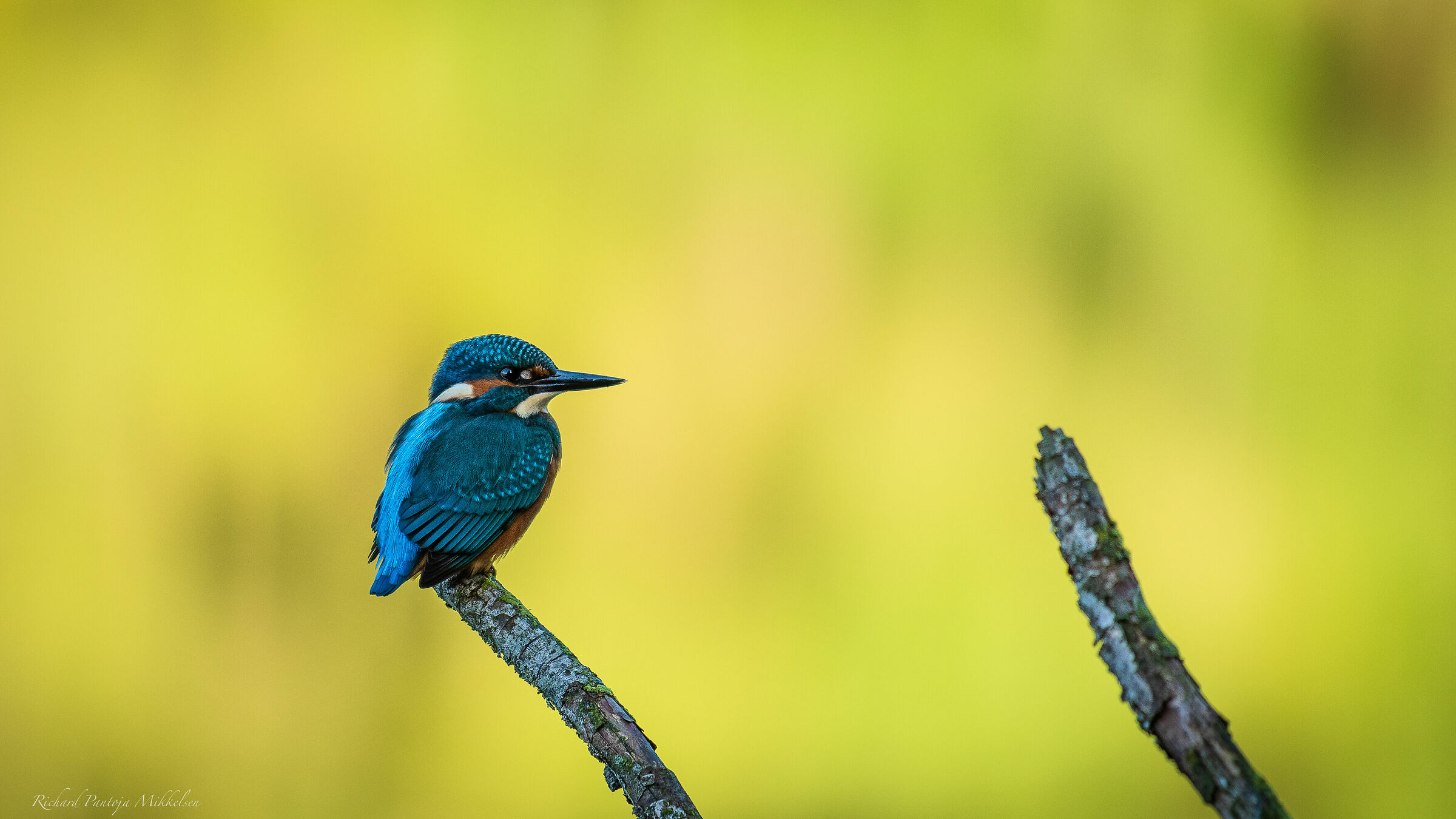 Kingfisher