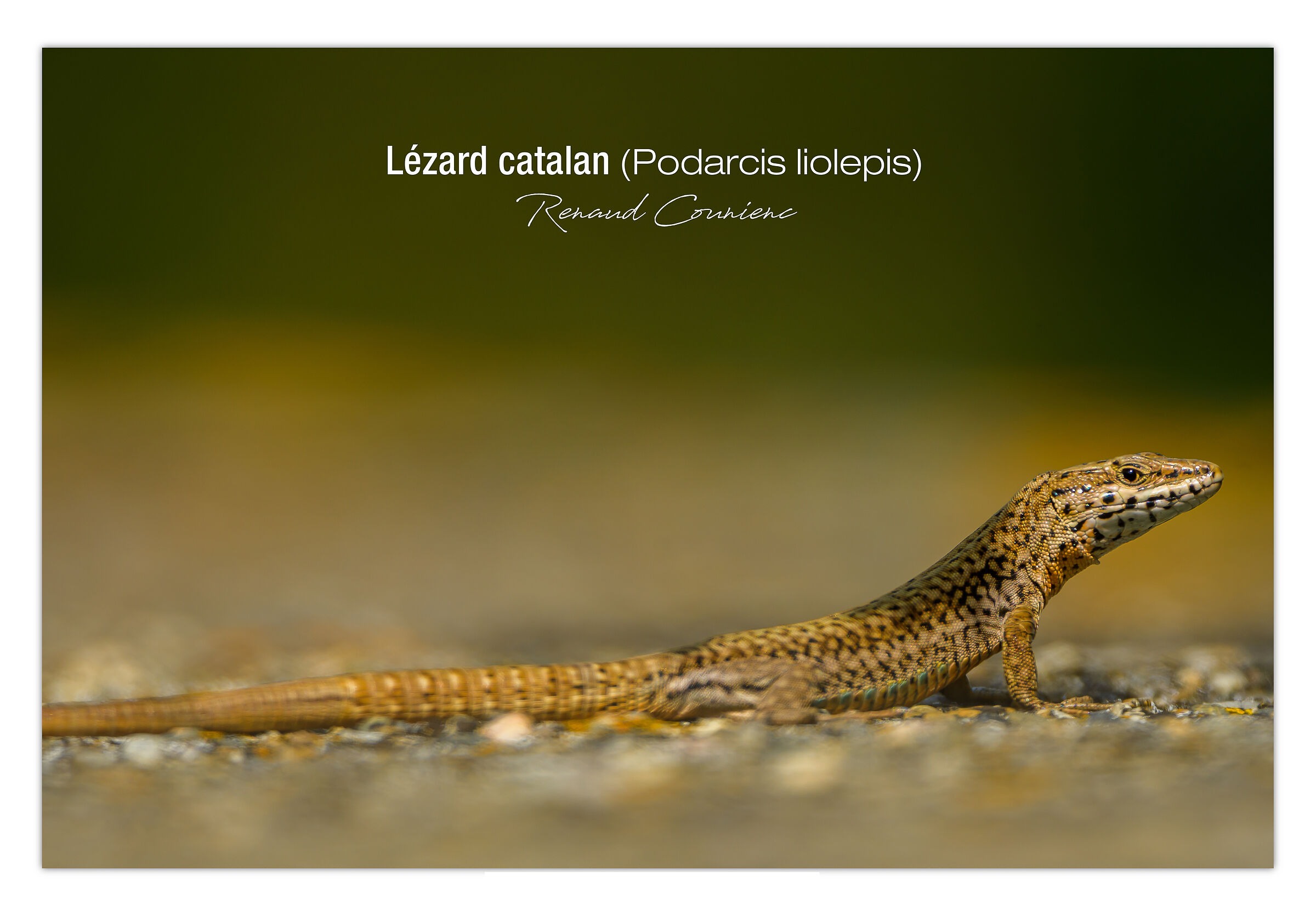 Lucertola catalana (maschio)