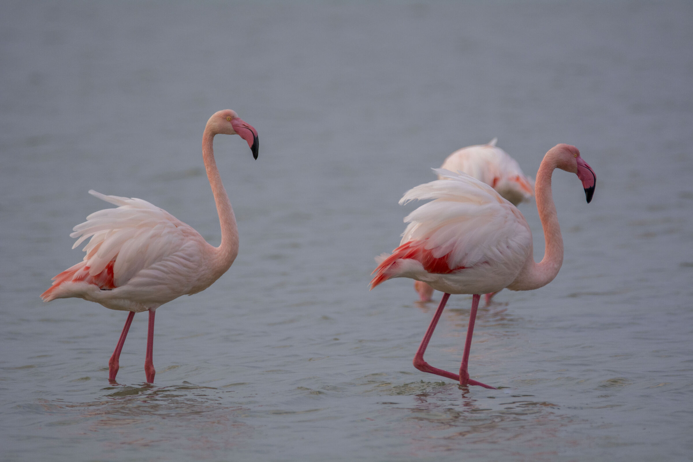 ritocchino con neural filter