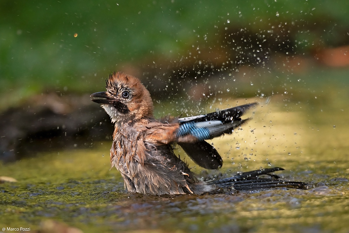 The Bath