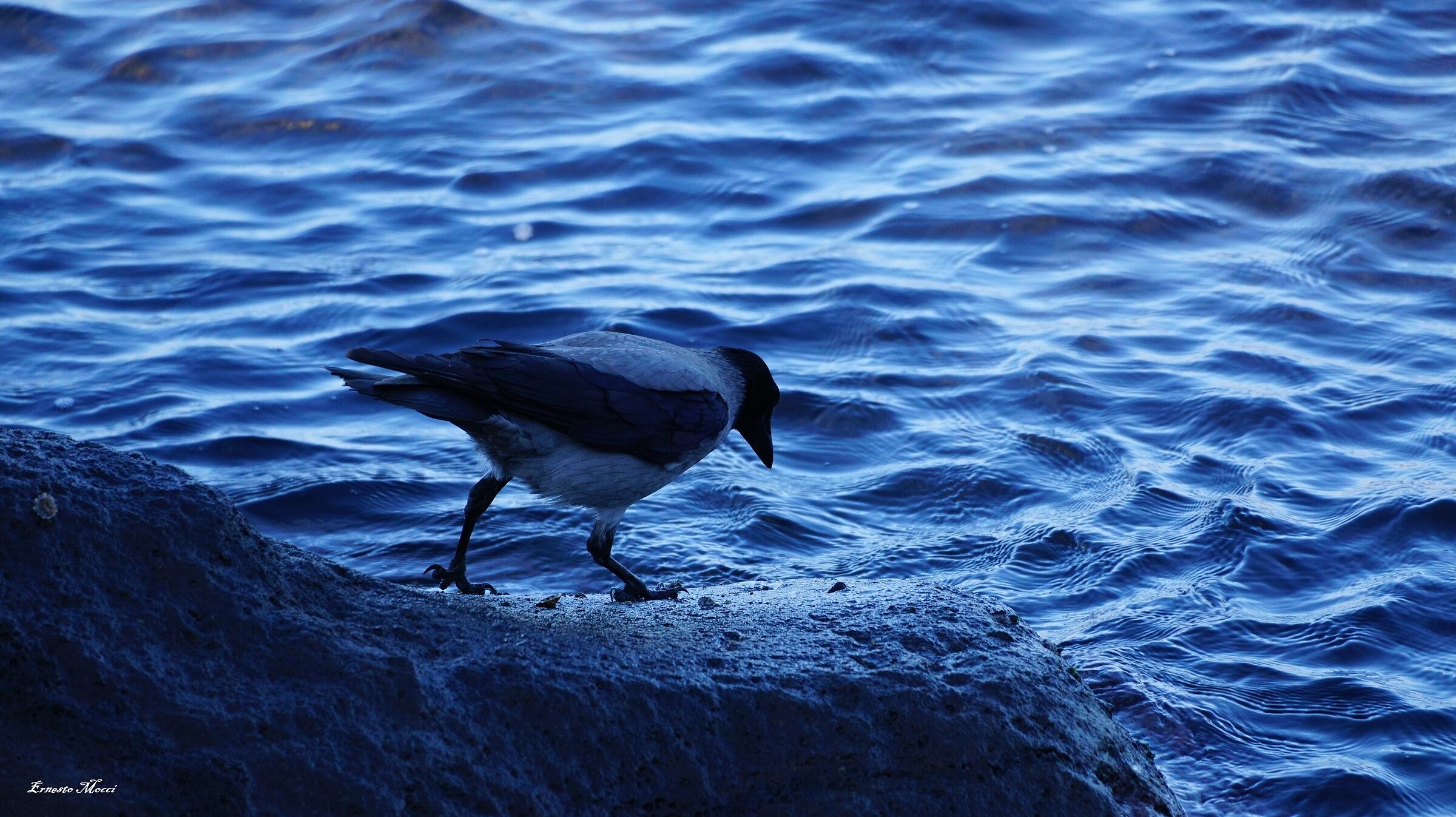 Morning, the Search is Arduous .......