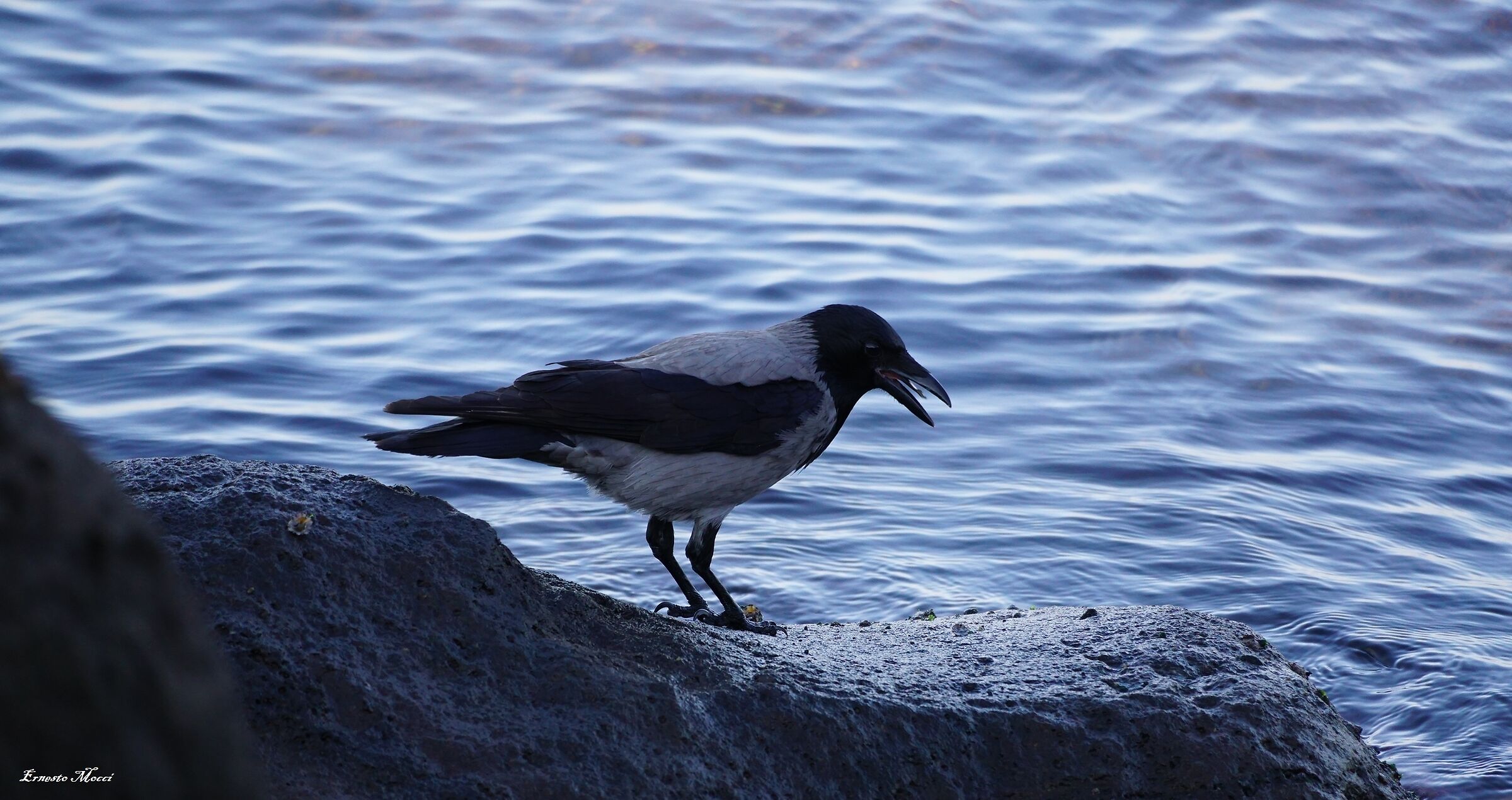 Morning, Patelle that Good .......