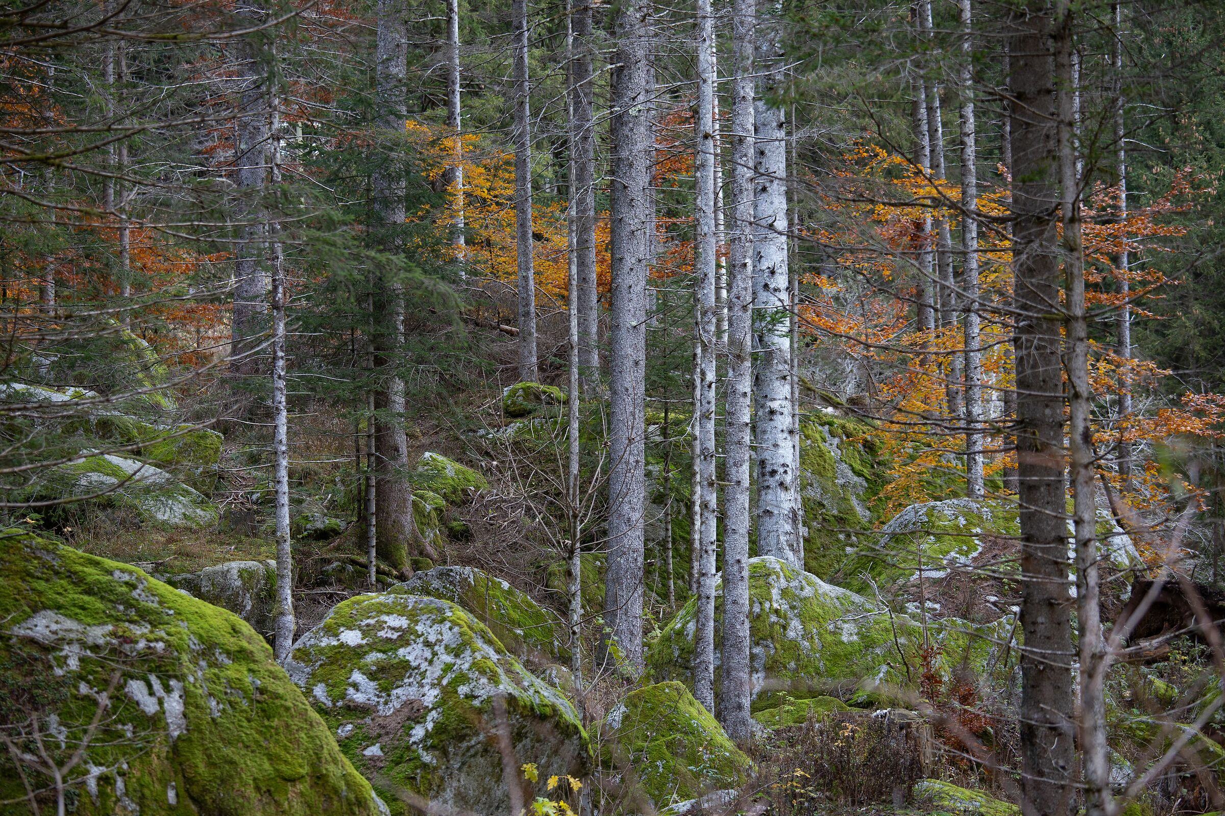prima che arrivi il sole