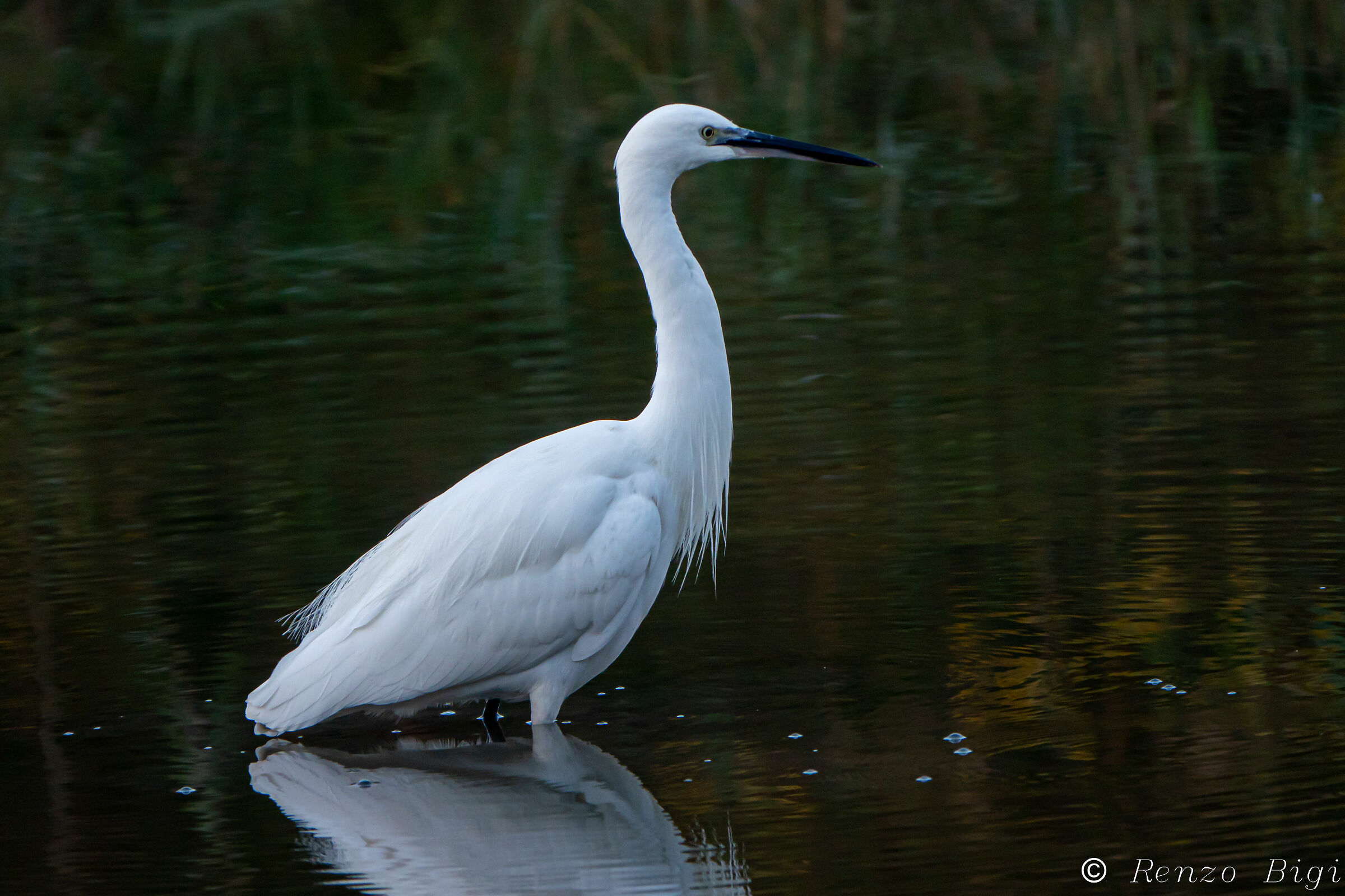 Egret