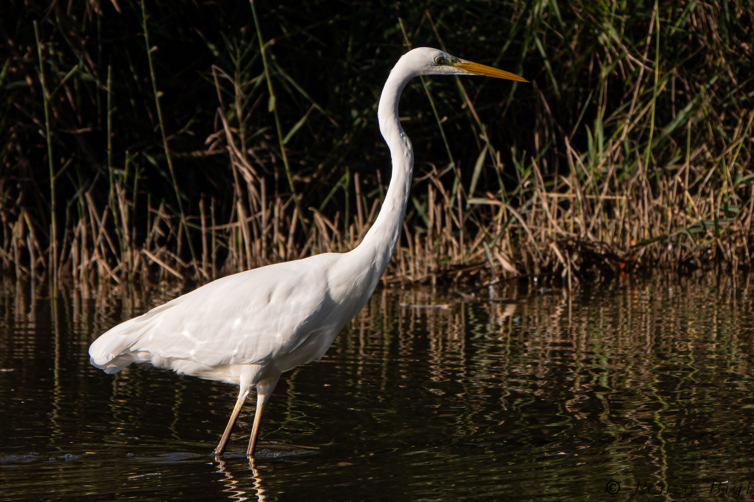 Greater white heron