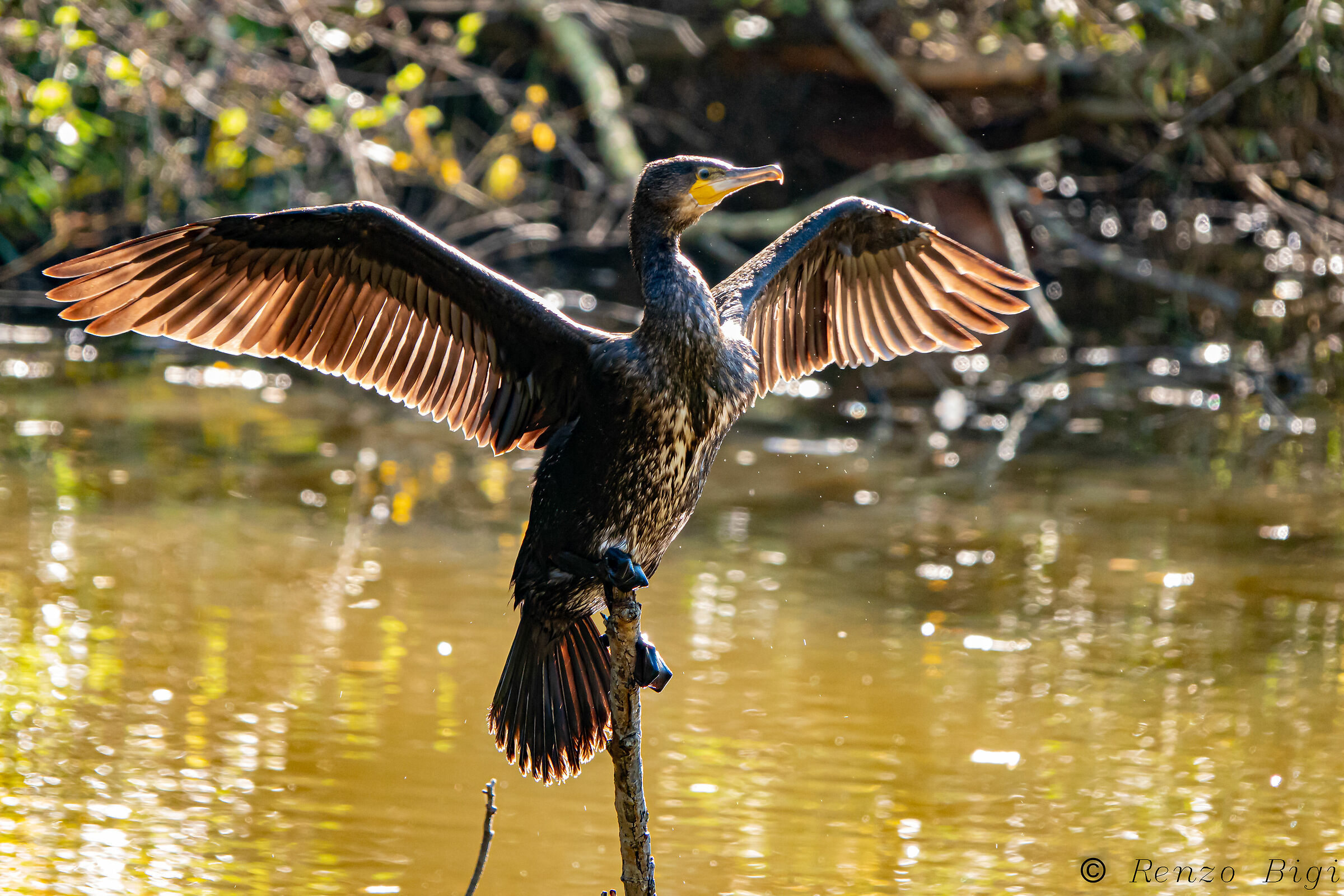 Cormorant