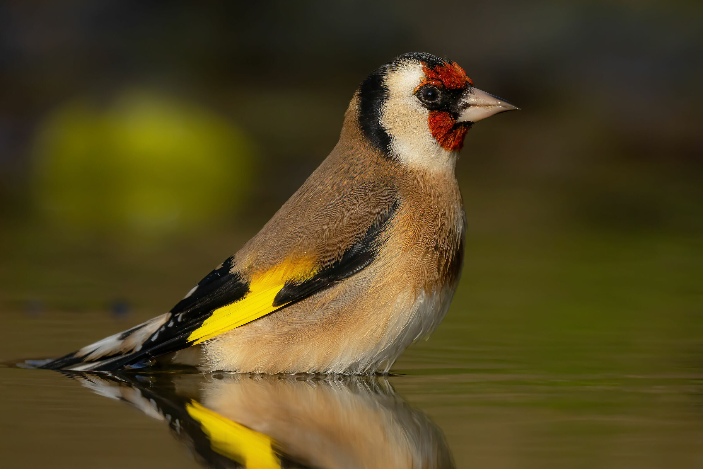 Goldfinch