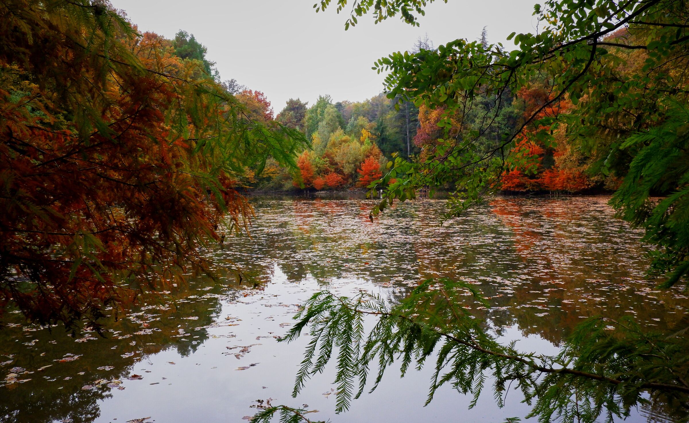 Autumn - fall colors - lago della Svizzera Collecchio