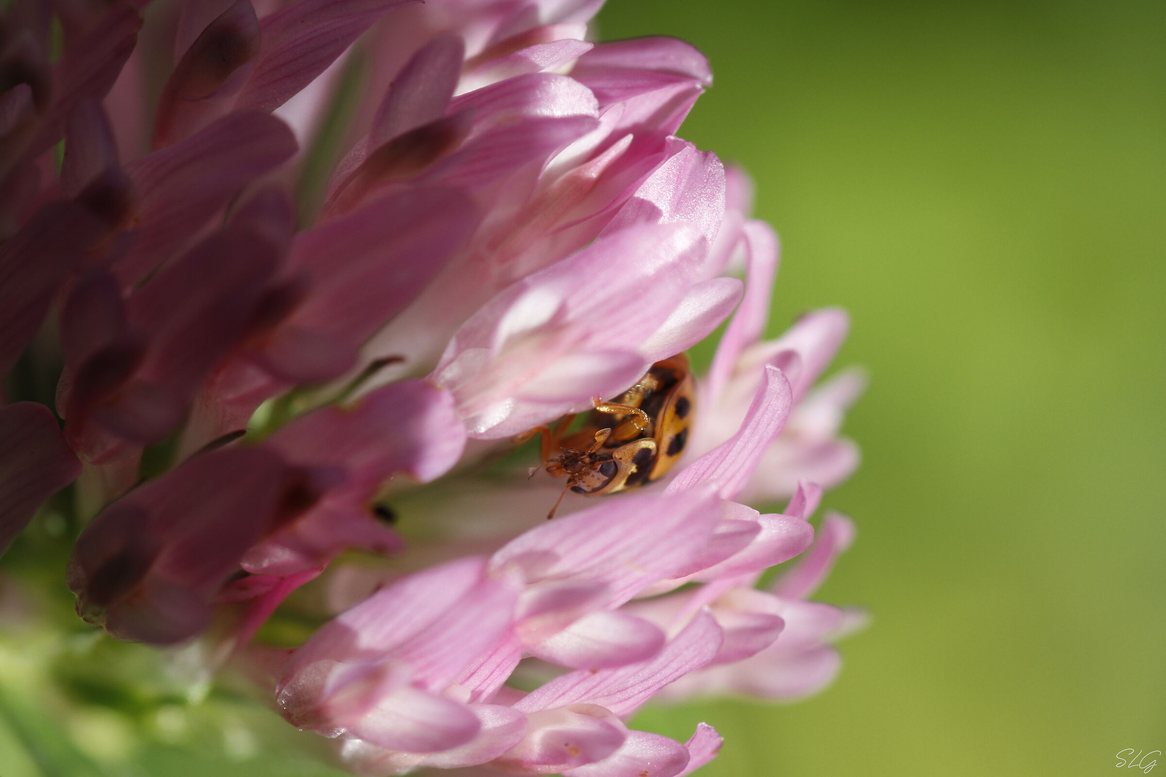Ladybug hidden in Trifolium pratense