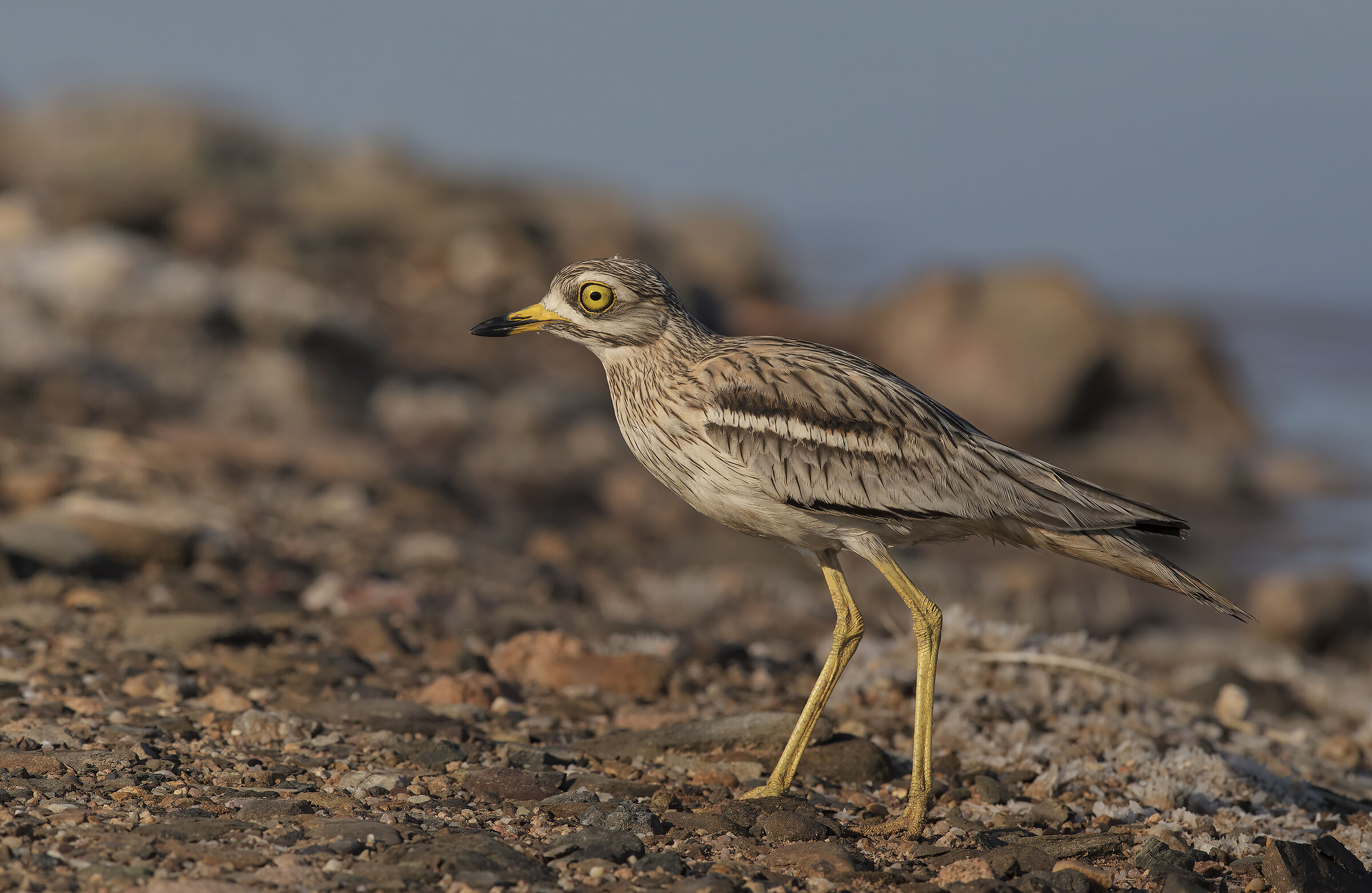 occhione , 3k, da guardare in Hd.....mattina presto