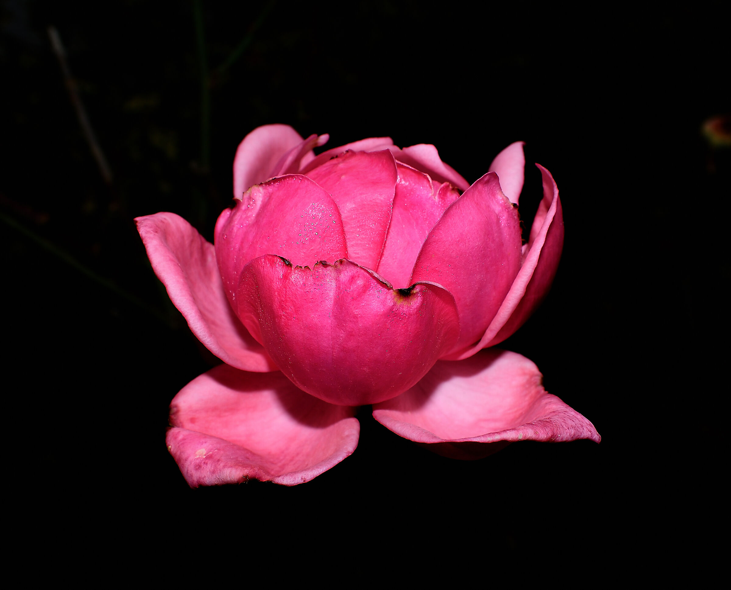 Con qualche difetto, ma sempre bella.....