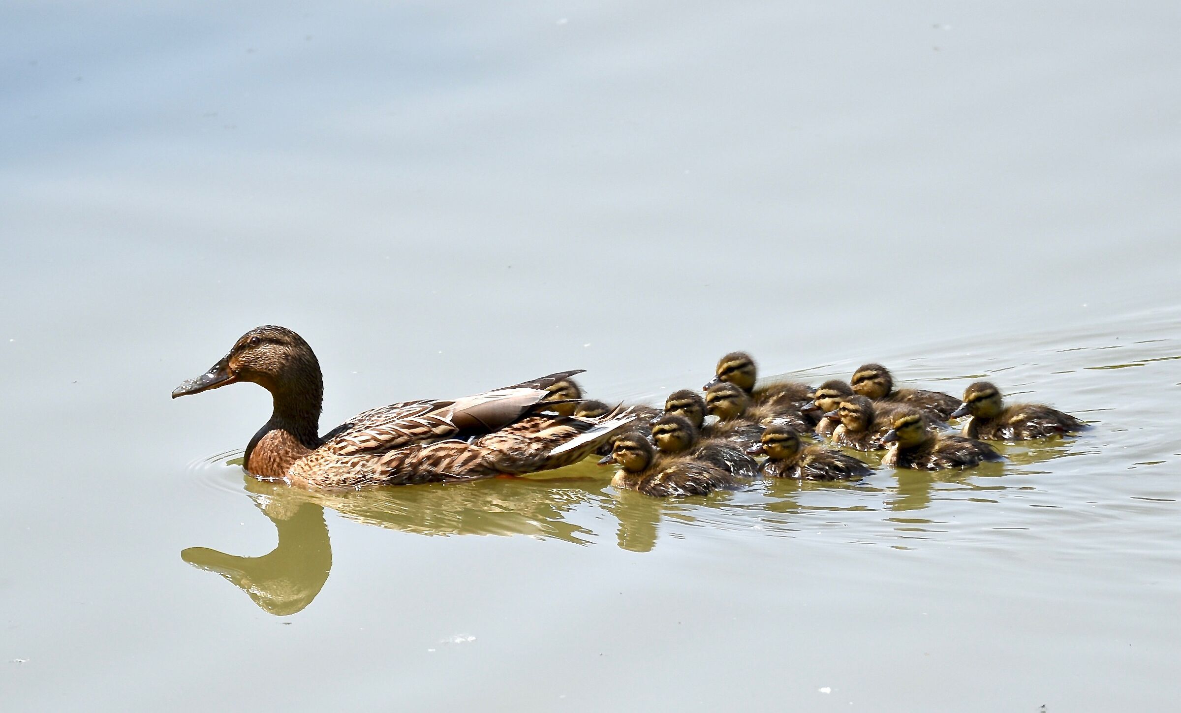 Germano Reale - Brigata numerosa