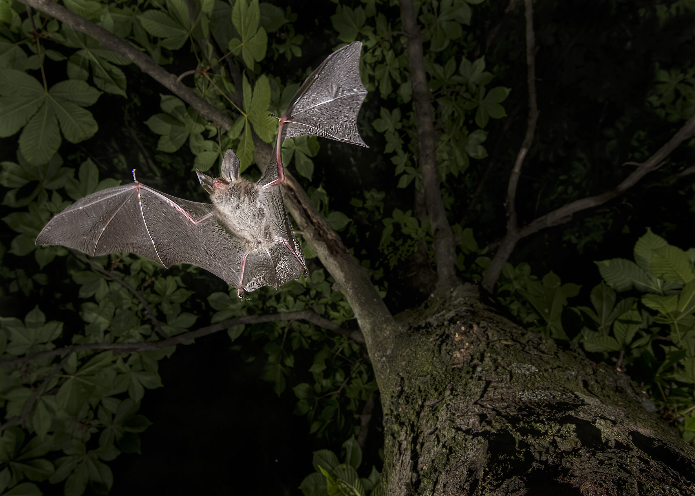 Pipistrello a caccia