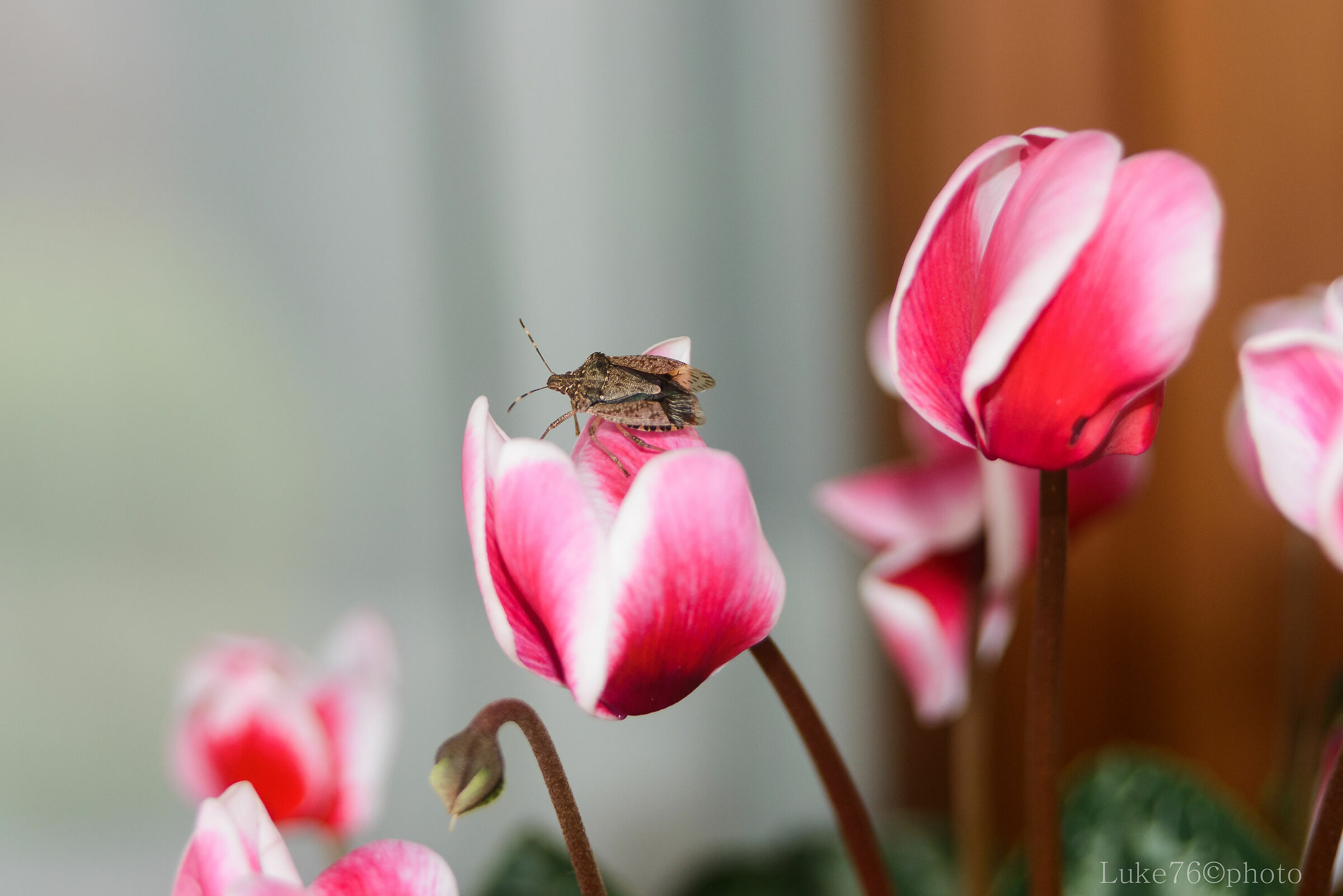The Unwanted Tenant