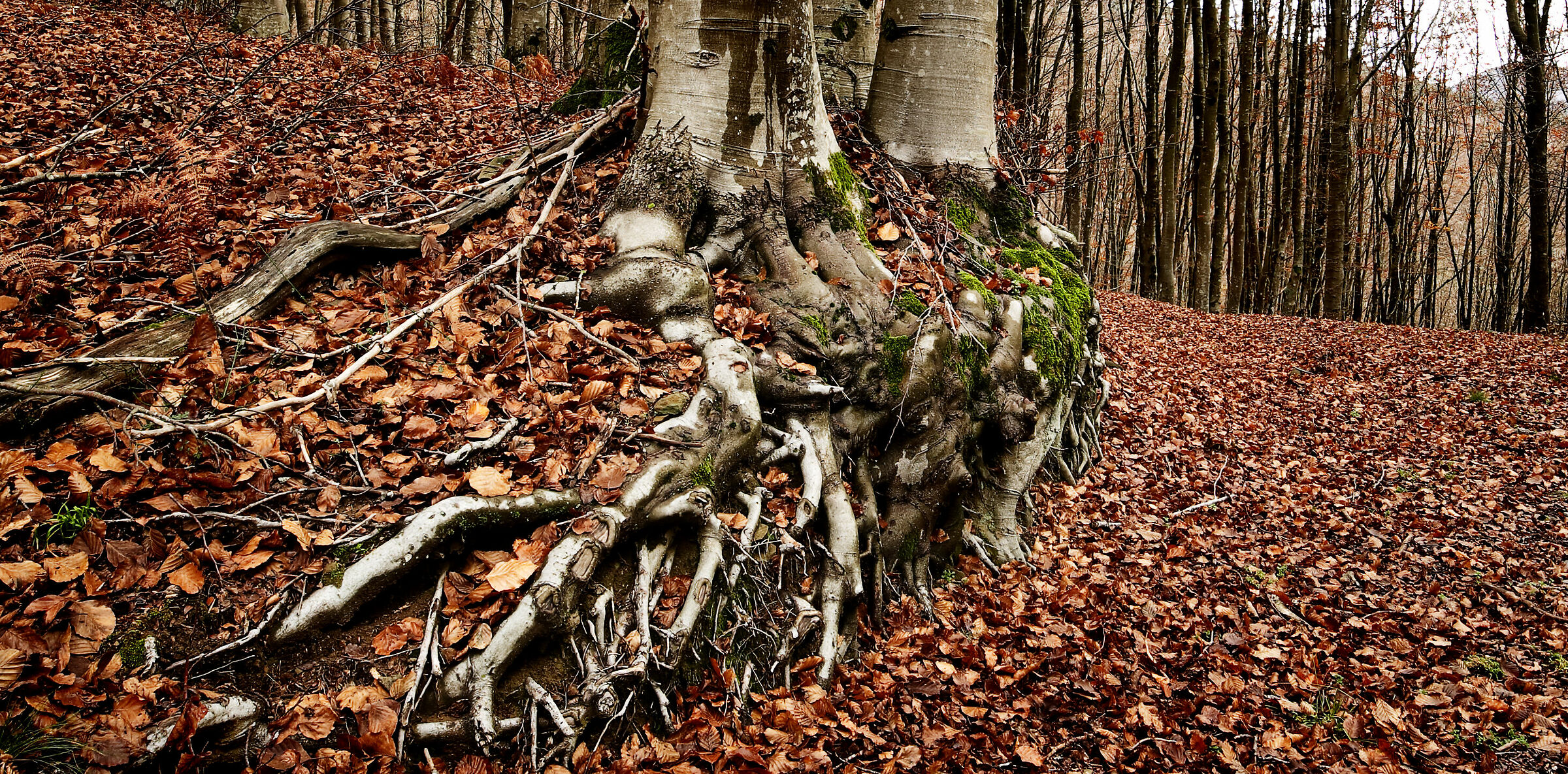Camminata all'Acquerino