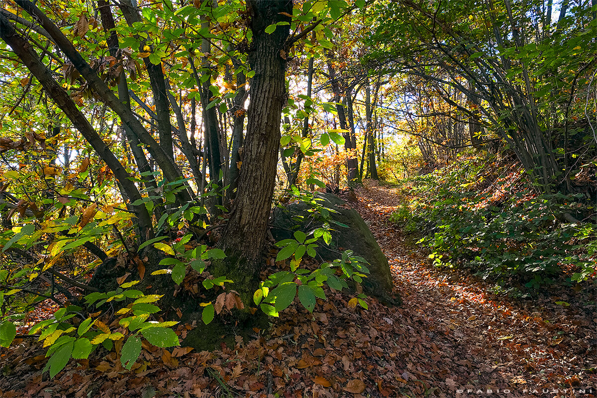 Autunno nelle colline torinesi